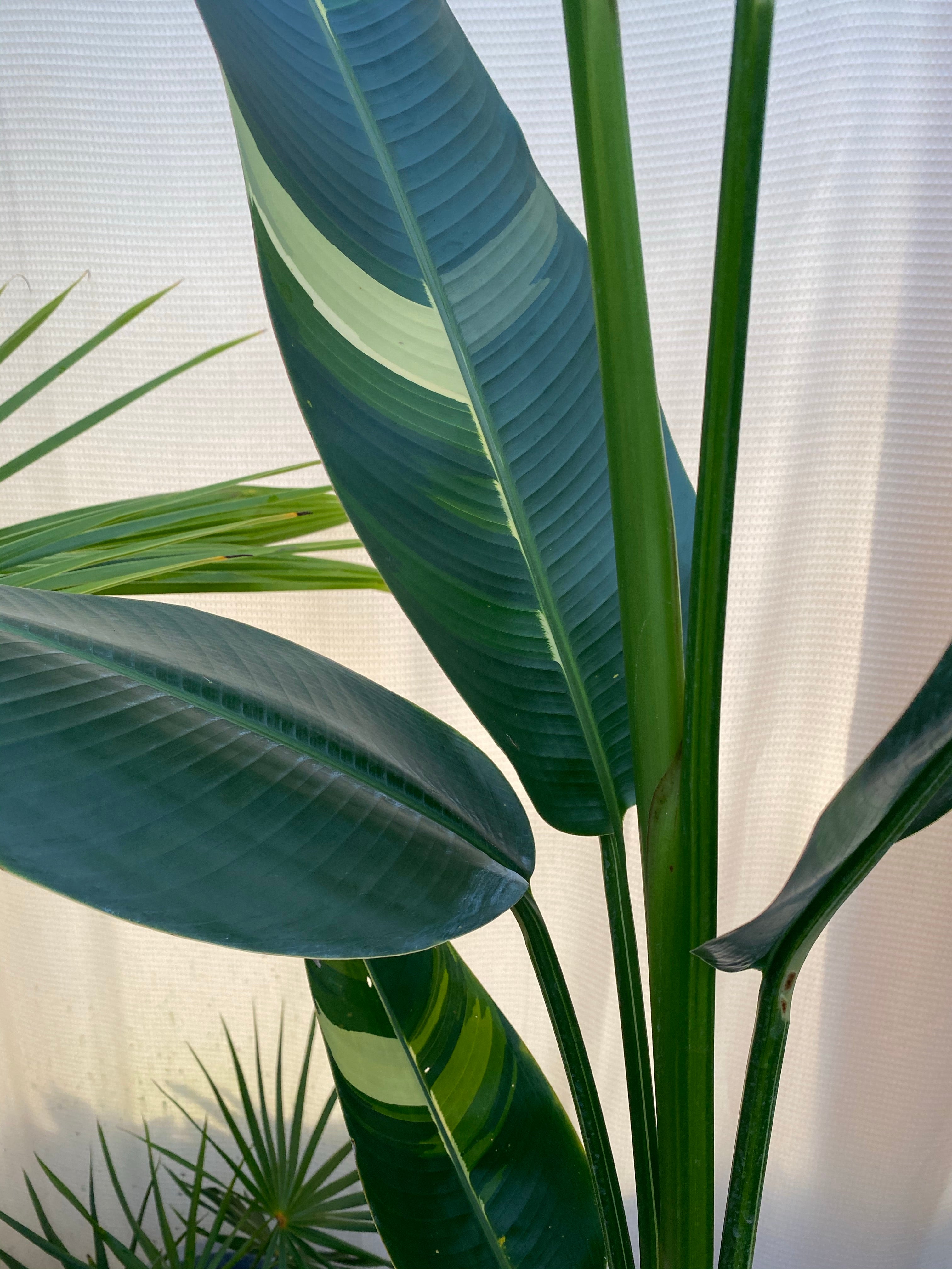 False Variegated Bird of Paradise Tree, Rare and Exotic leaves