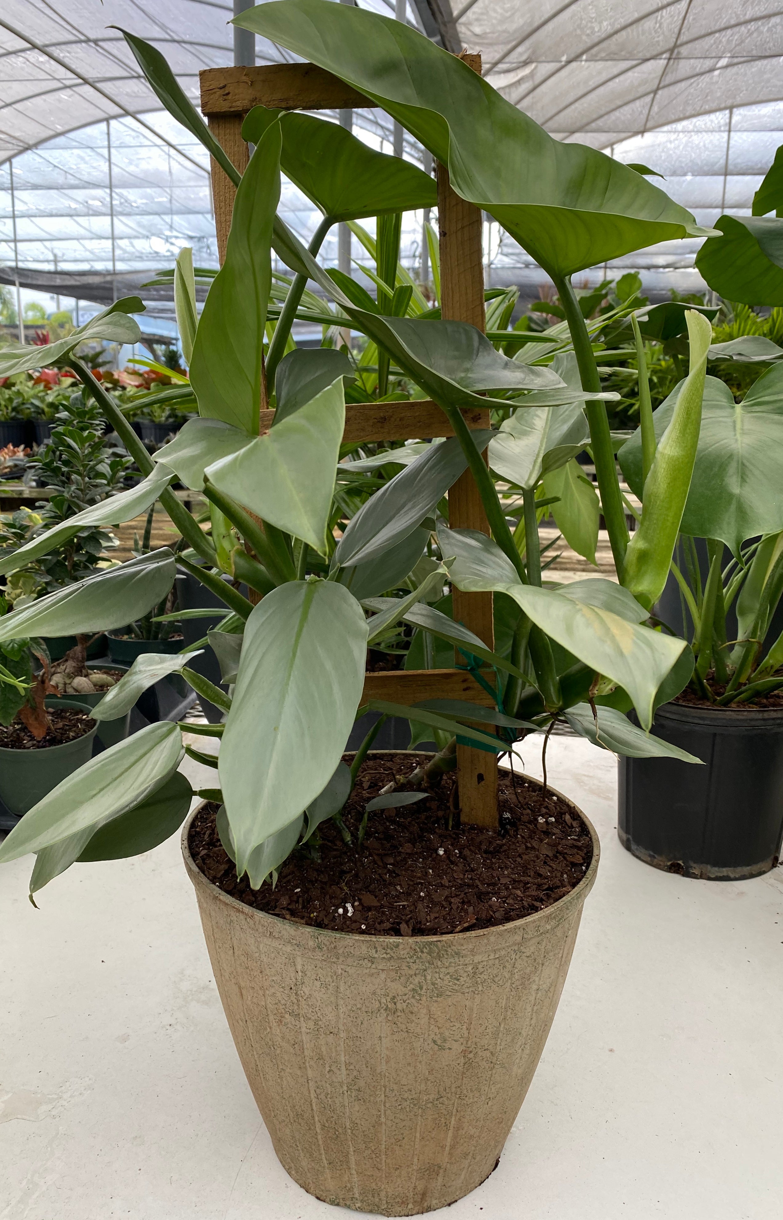 Philodendron Silver Sword Trellis, Live Plant Indoor Air Purifier close view
