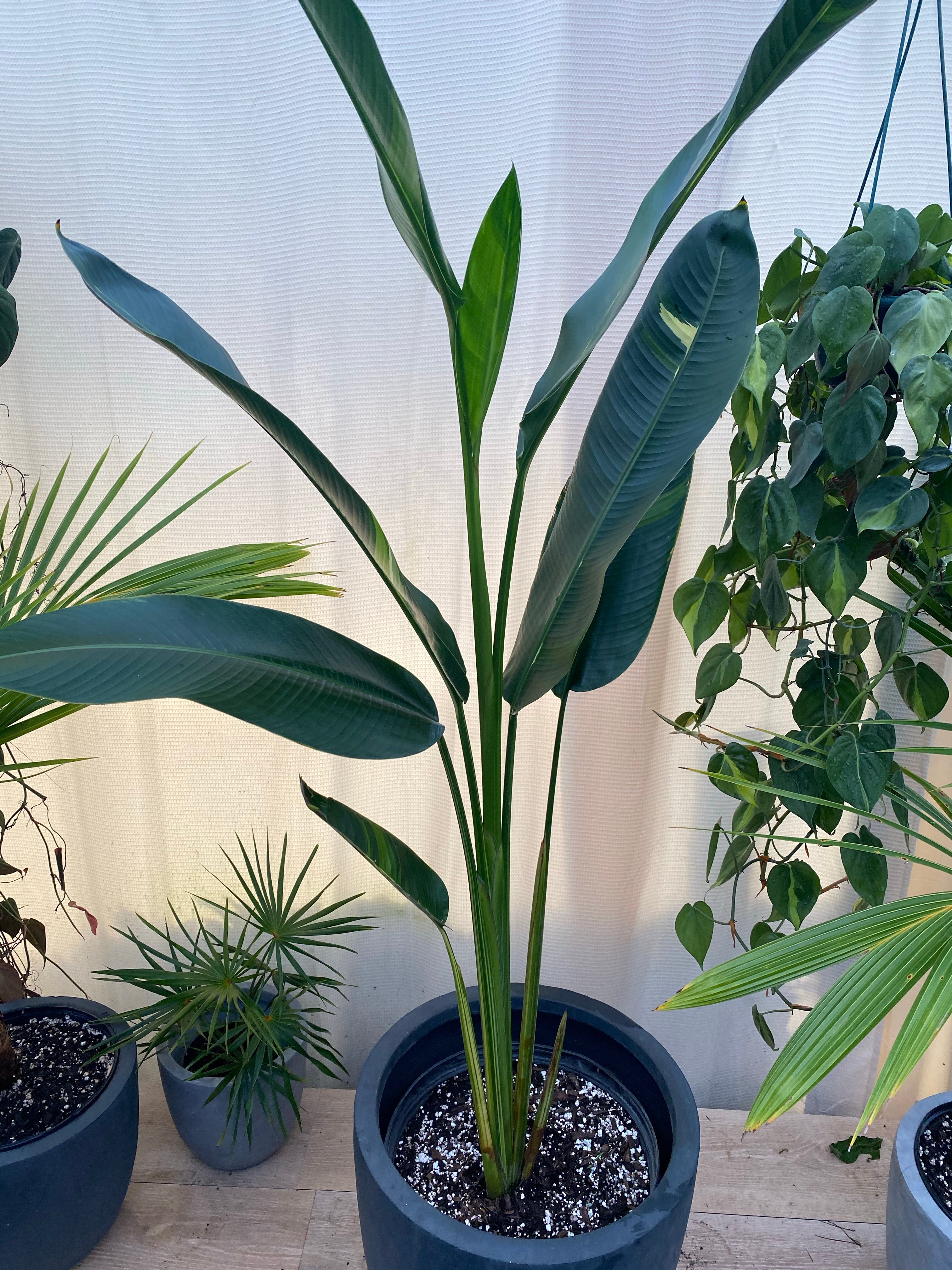 upper view of False Variegated Bird of Paradise Tree, Rare and Exotic