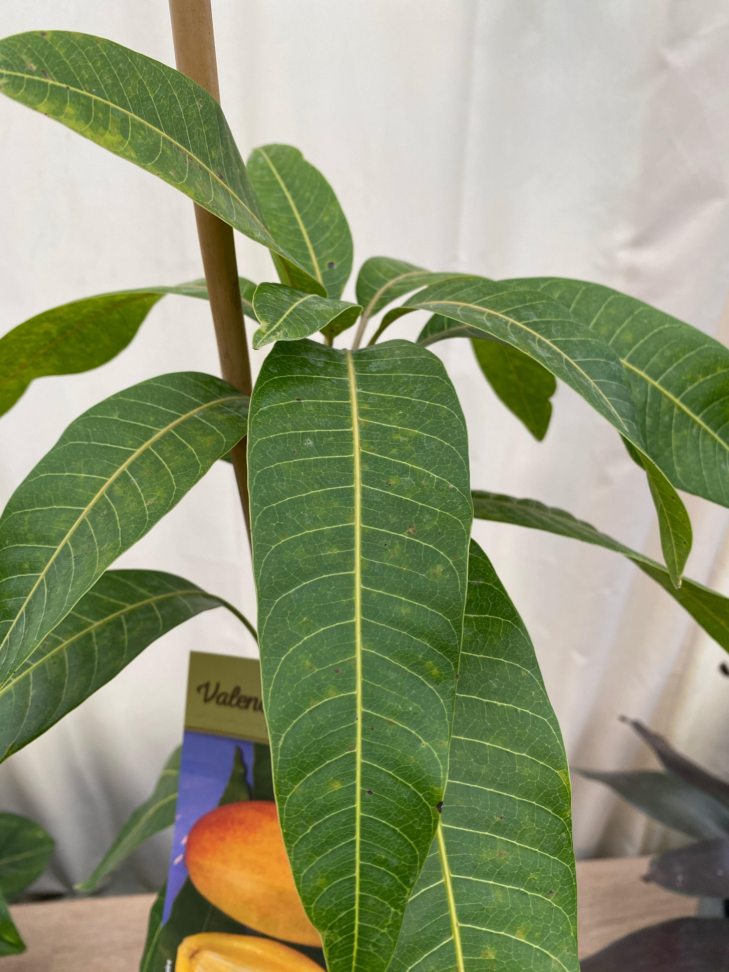 Valencia Pride Mango Fruit Tree, Mangifera indica