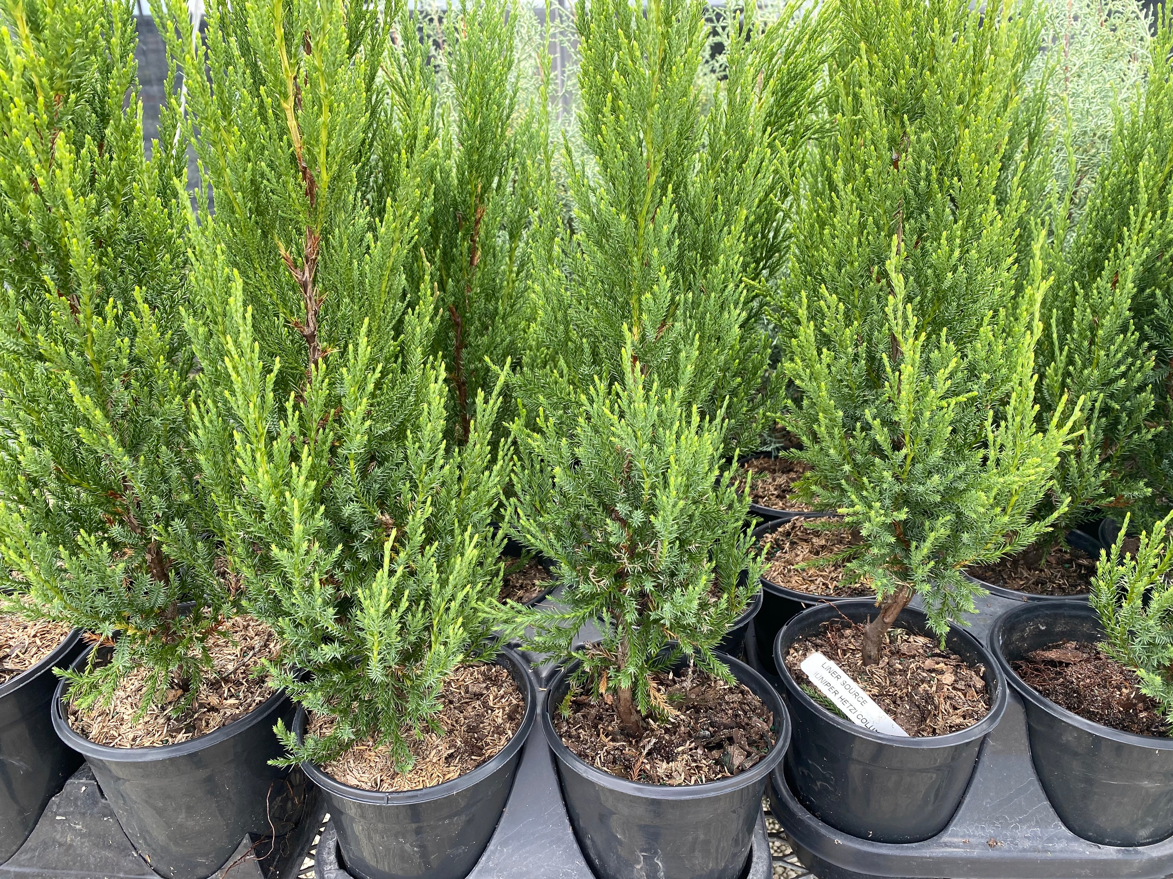 Hetzii Green Columnar Juniper