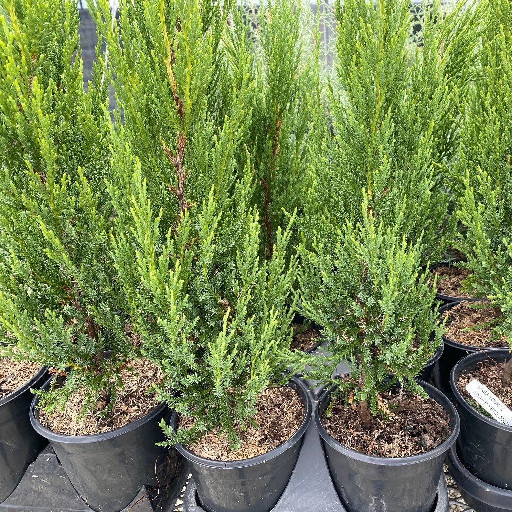 Hetzii Green Columnar Juniper in a 6n pot in trays