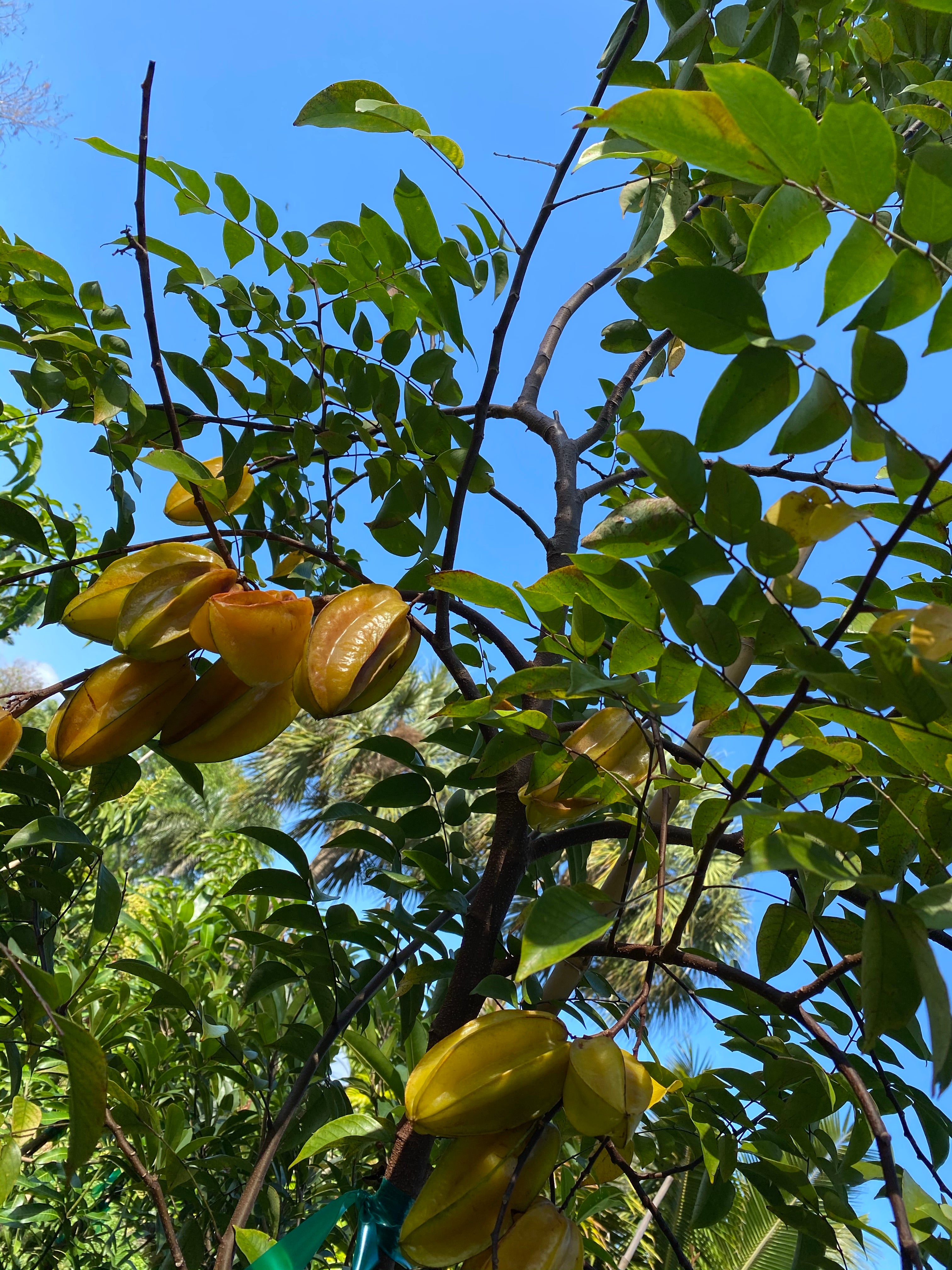 Carambola Arkin Star Fruit Tree