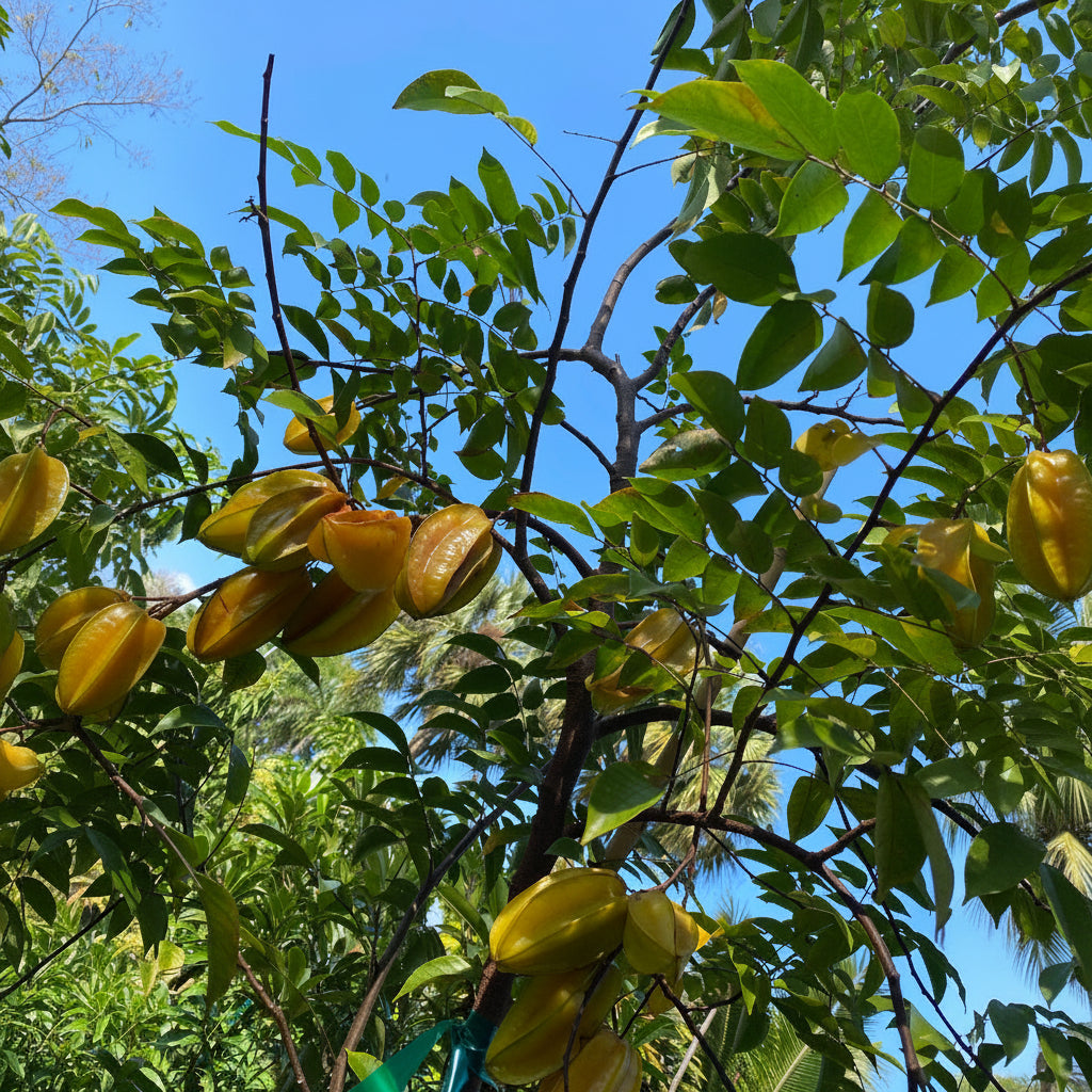 A close-up of a Carambola Arkin Star Fruit Tree