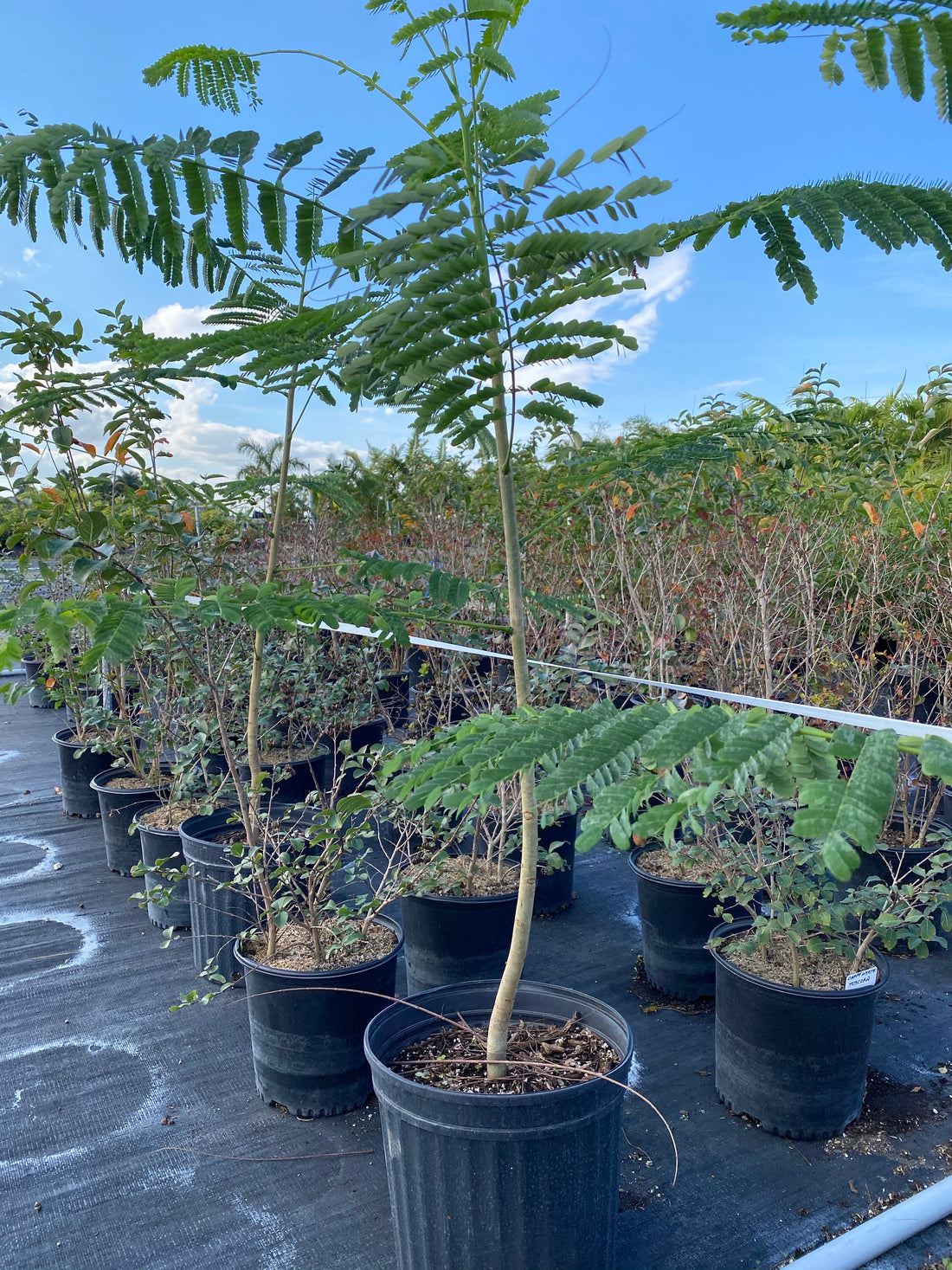 Young Royal Poinciana Flamboyant Tree in a 5 gallon nursery pot, featuring lush, fern-like feathery green foliage, standing in an outdoor nursery row on black landscaping fabric under a bright sky, showcasing its early growth and potential to become a magnificent shade tree and grand landscape centerpiece.