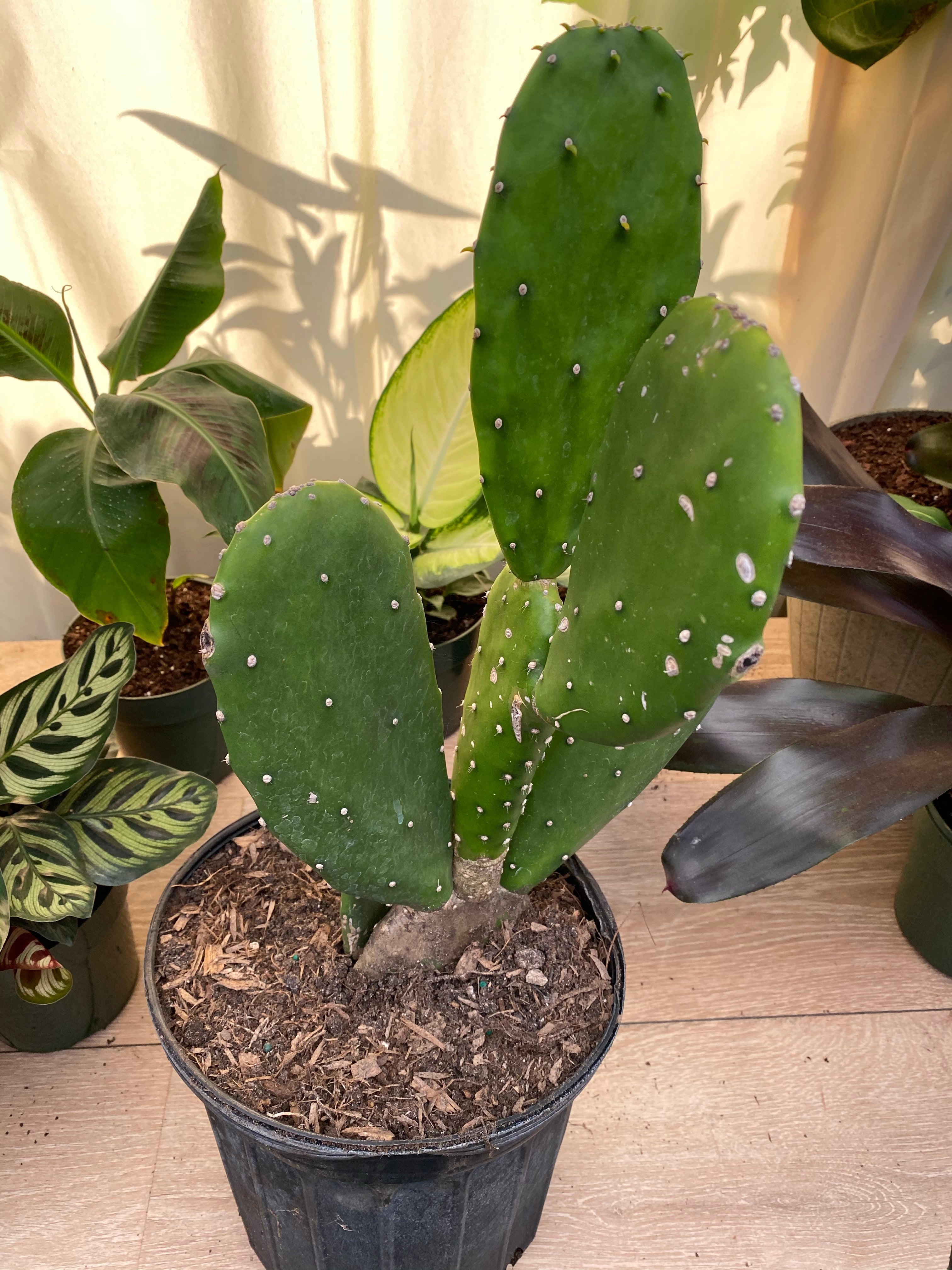 Nopal Prickly Pear Cactus in a black pot