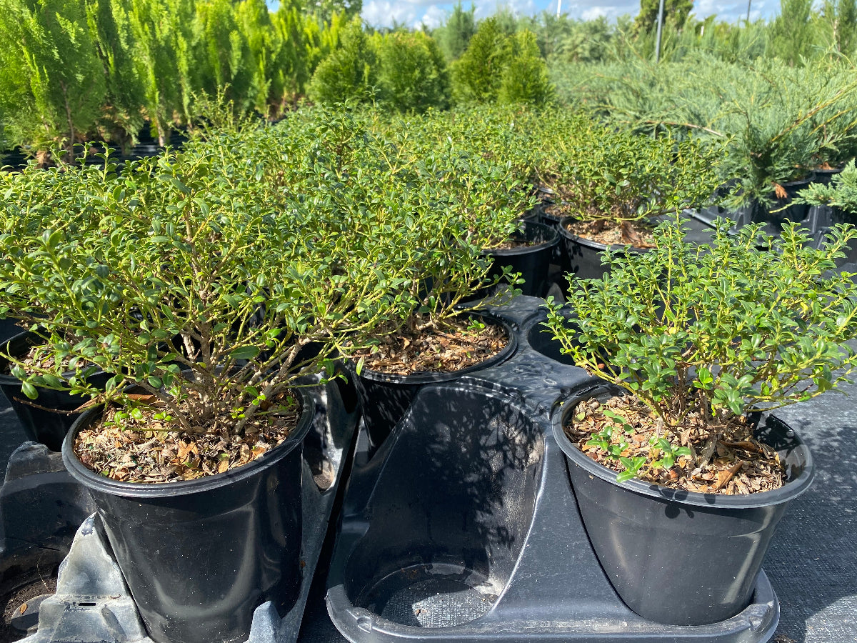 Several Ilex Crenata Soft Touch shrubs growing in black nursery pots
