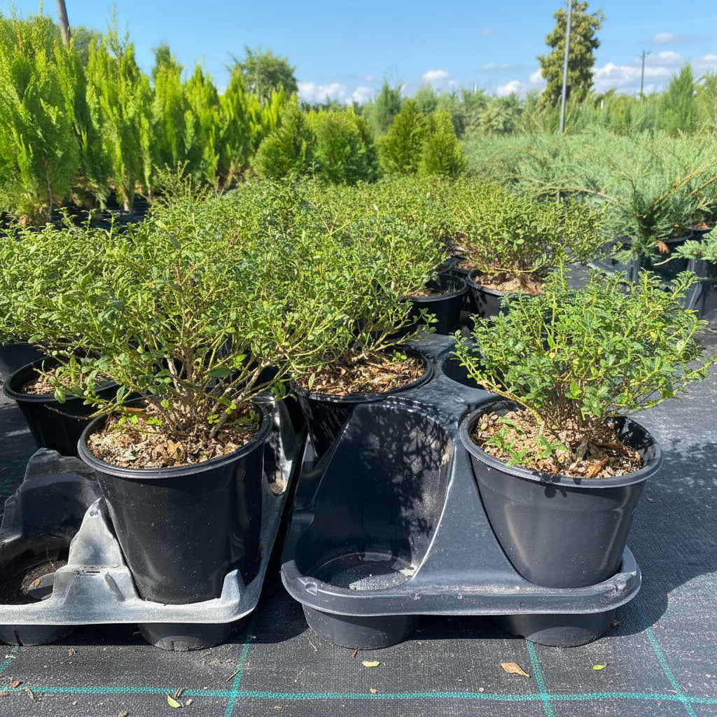 Several Ilex Crenata Soft Touch shrubs growing in black nursery pots
