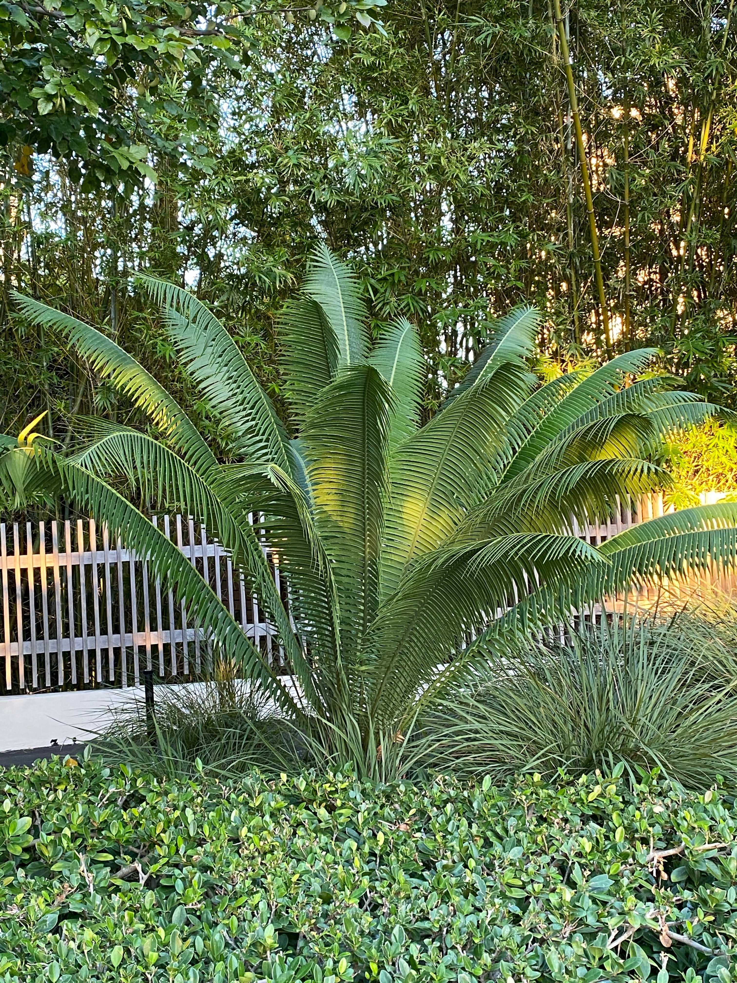 Dioon Spinulosum, Mexican Cycad, Gum Exotic Palm