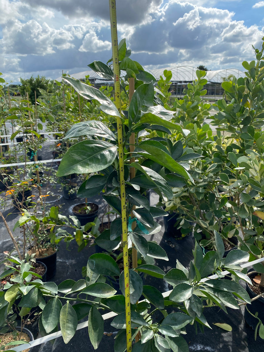 Young potted Navel Orange tree sapling in an outdoor nursery.