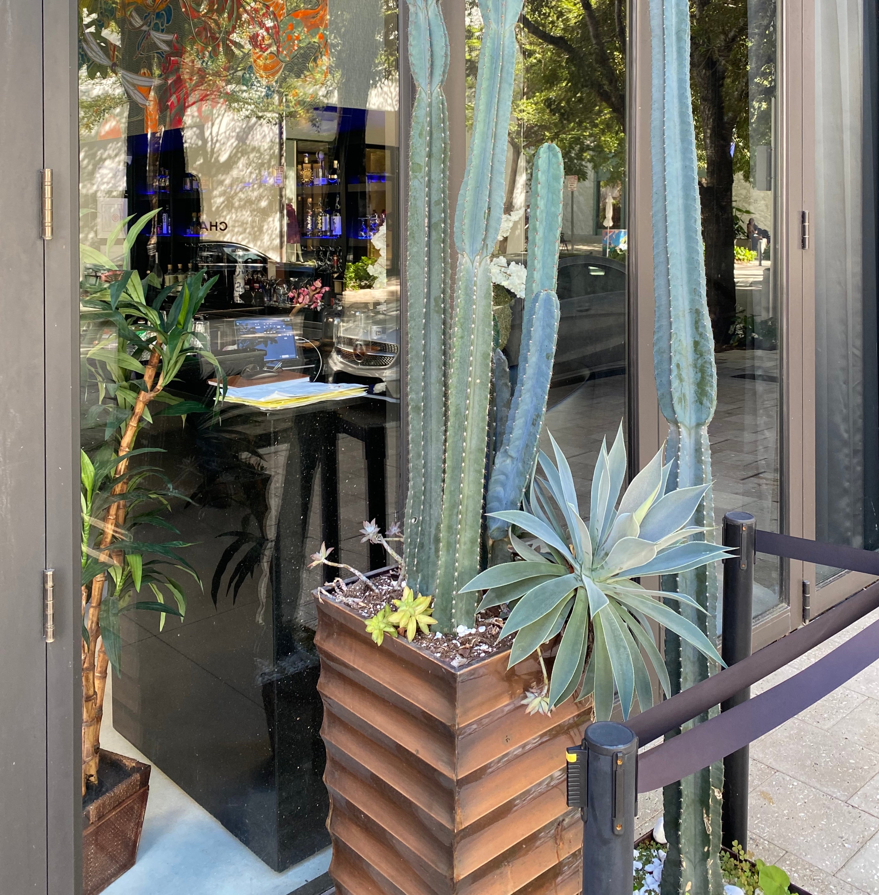 Agave Blue Flame