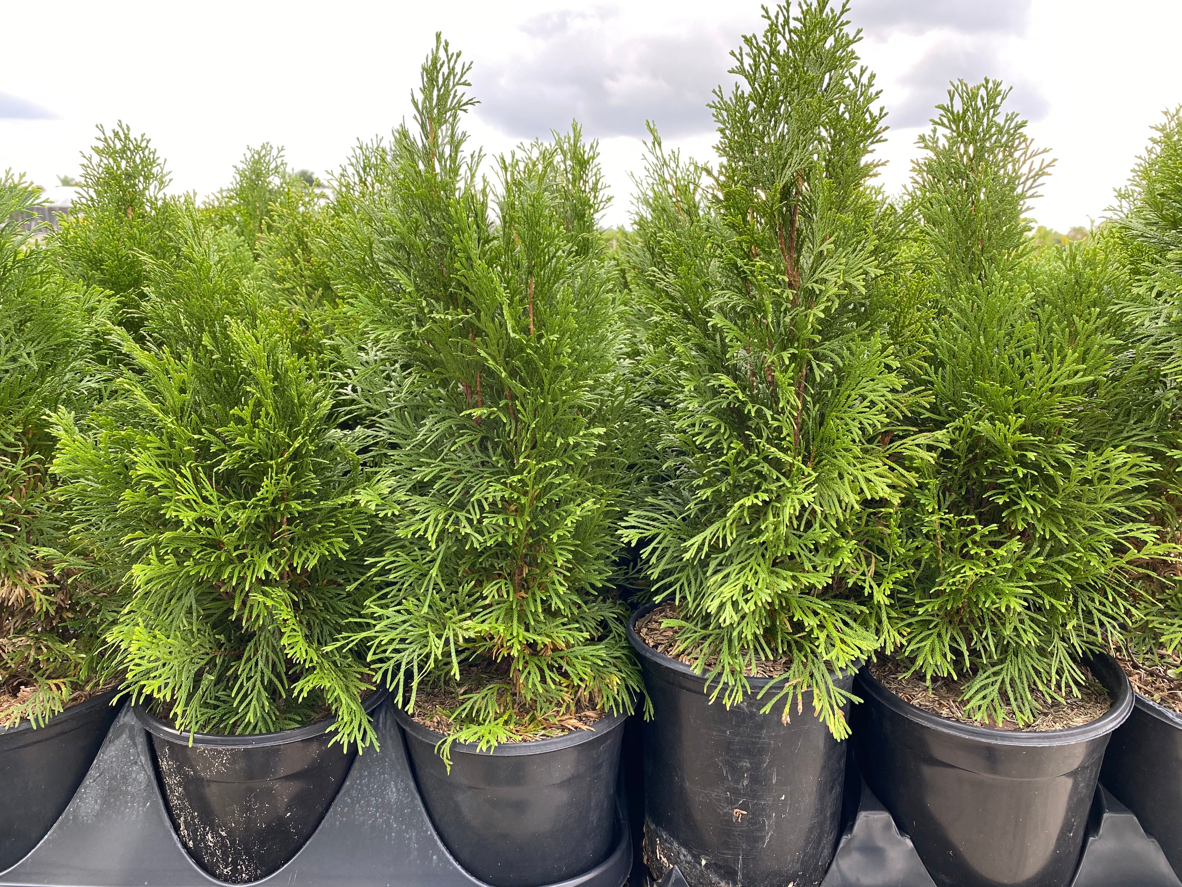 Leyland Cypress Fastest Growing Tree front view