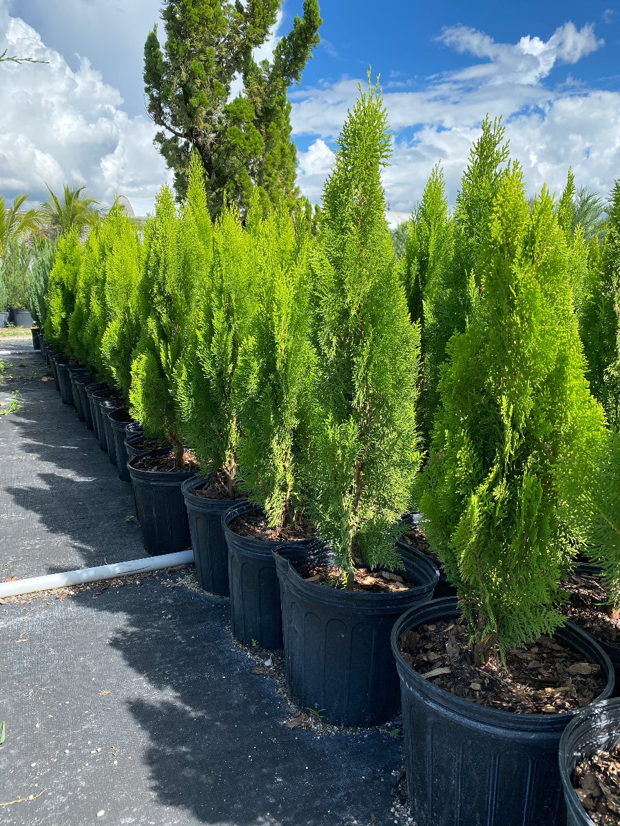 A row of potted Berckman&