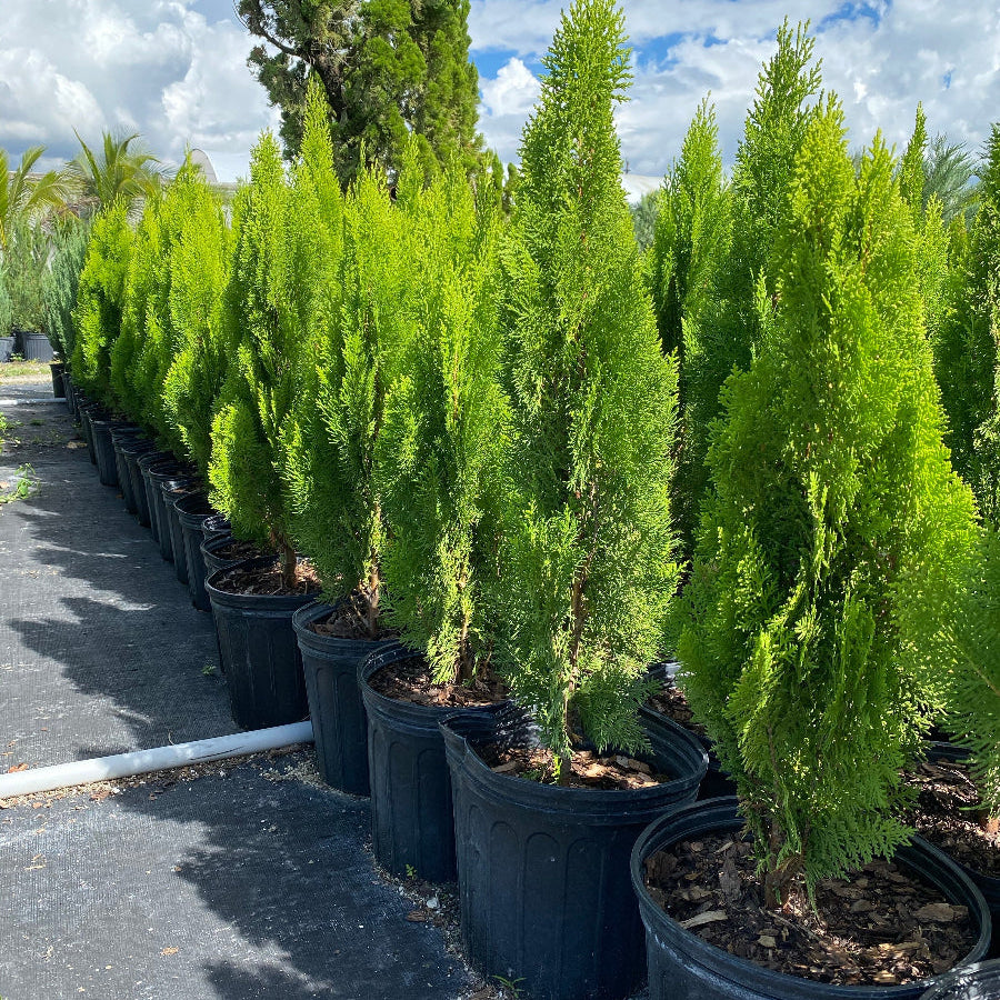 A row of potted Berckman&