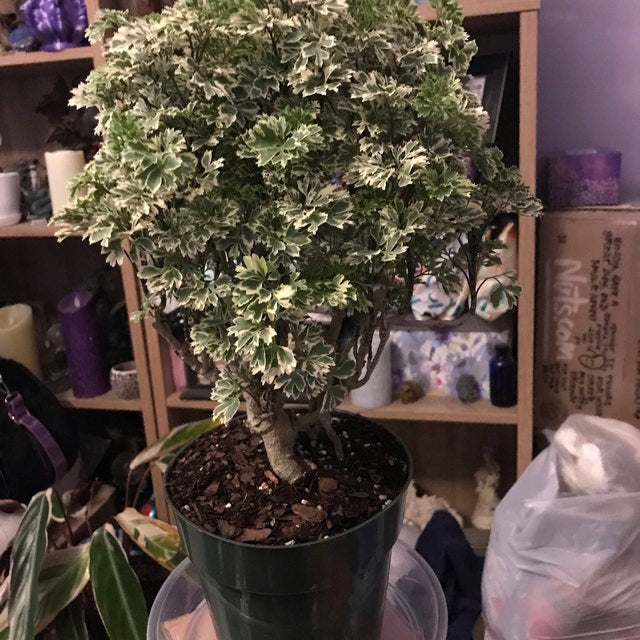 front view of Aralia Ming Gold Bonsai Tree, Aralia Parsley, Live Plant