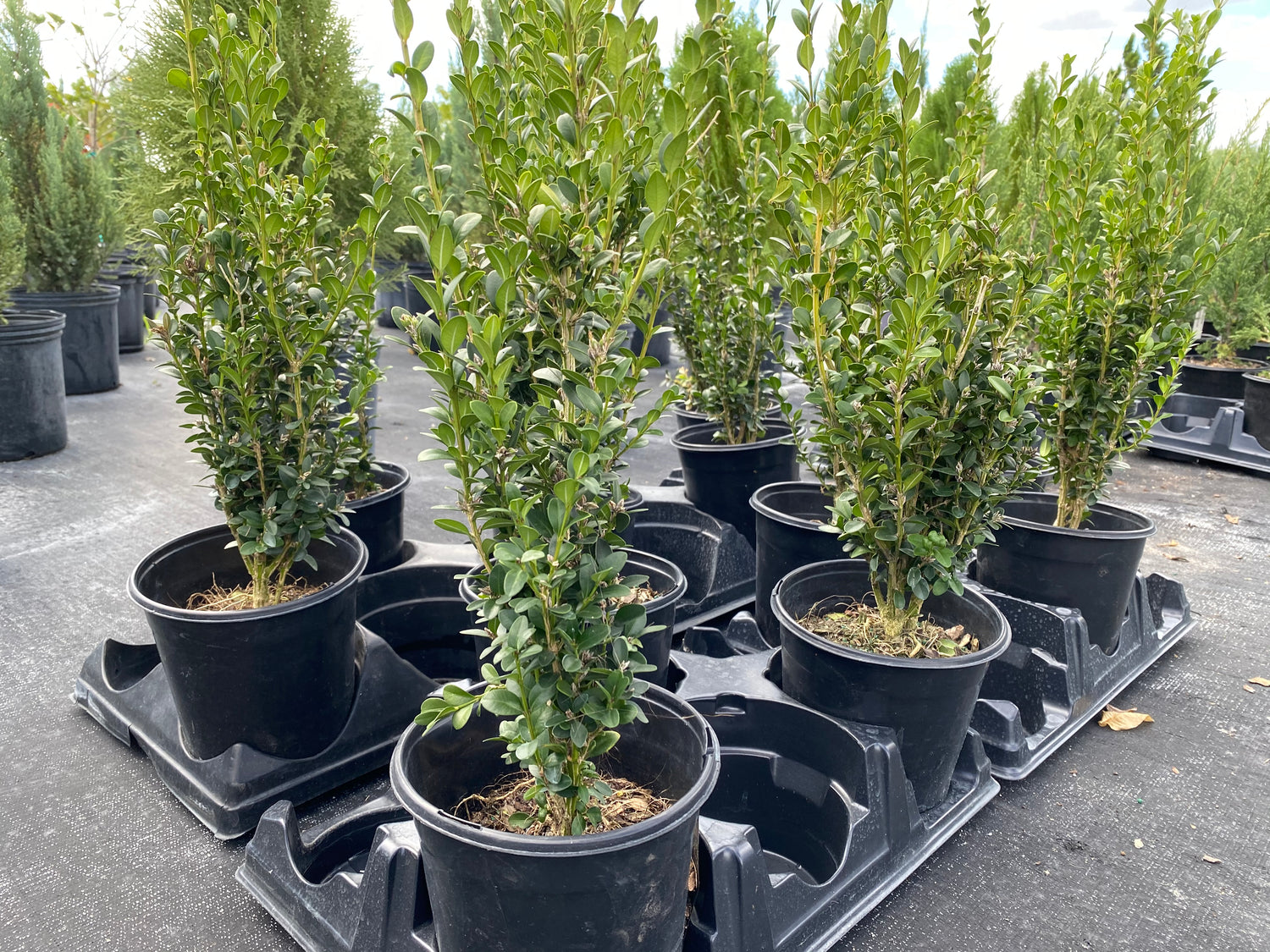 Green Mountain American Boxwood