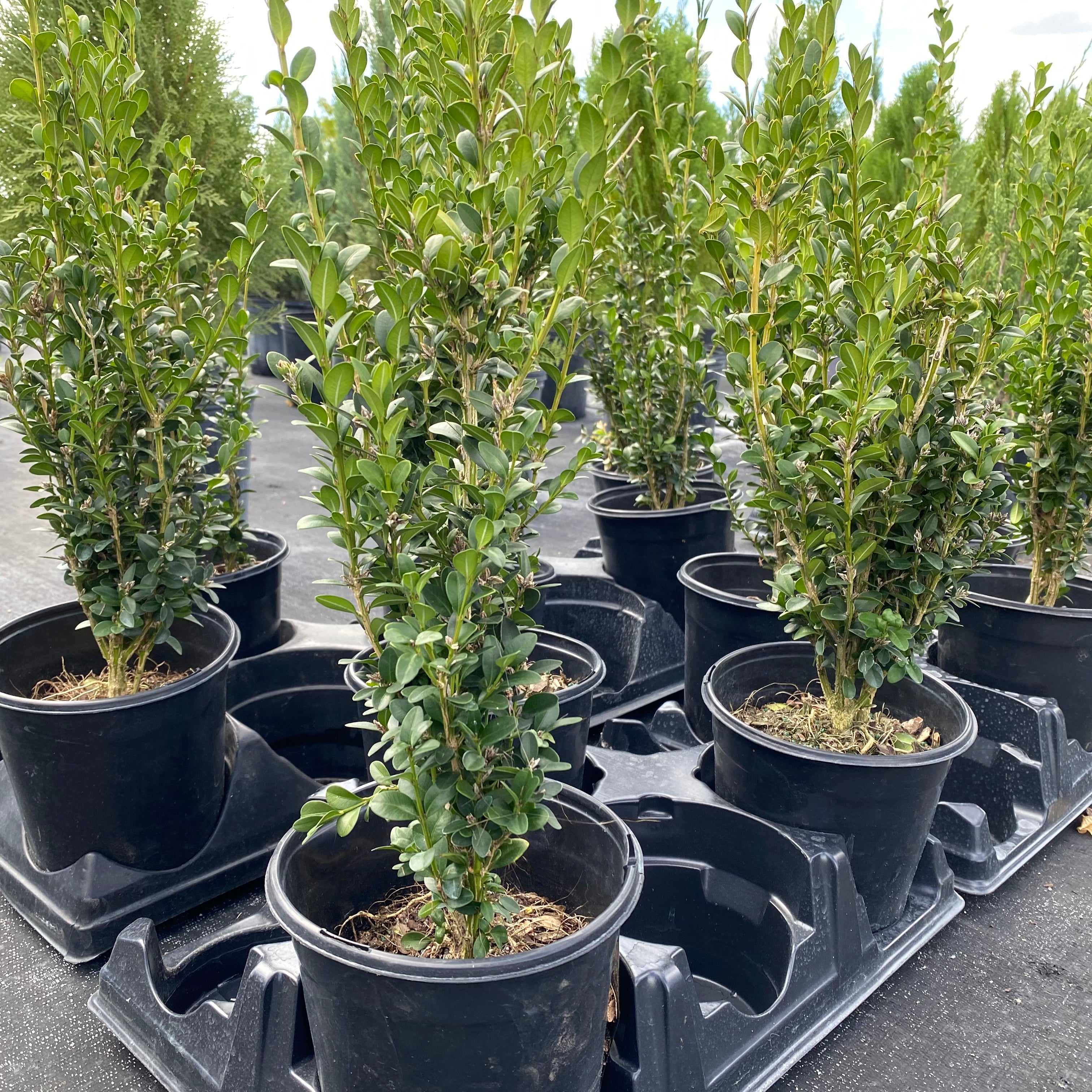 Green Mountain Boxwood Shrub, Located in the Nursery 1gal pot