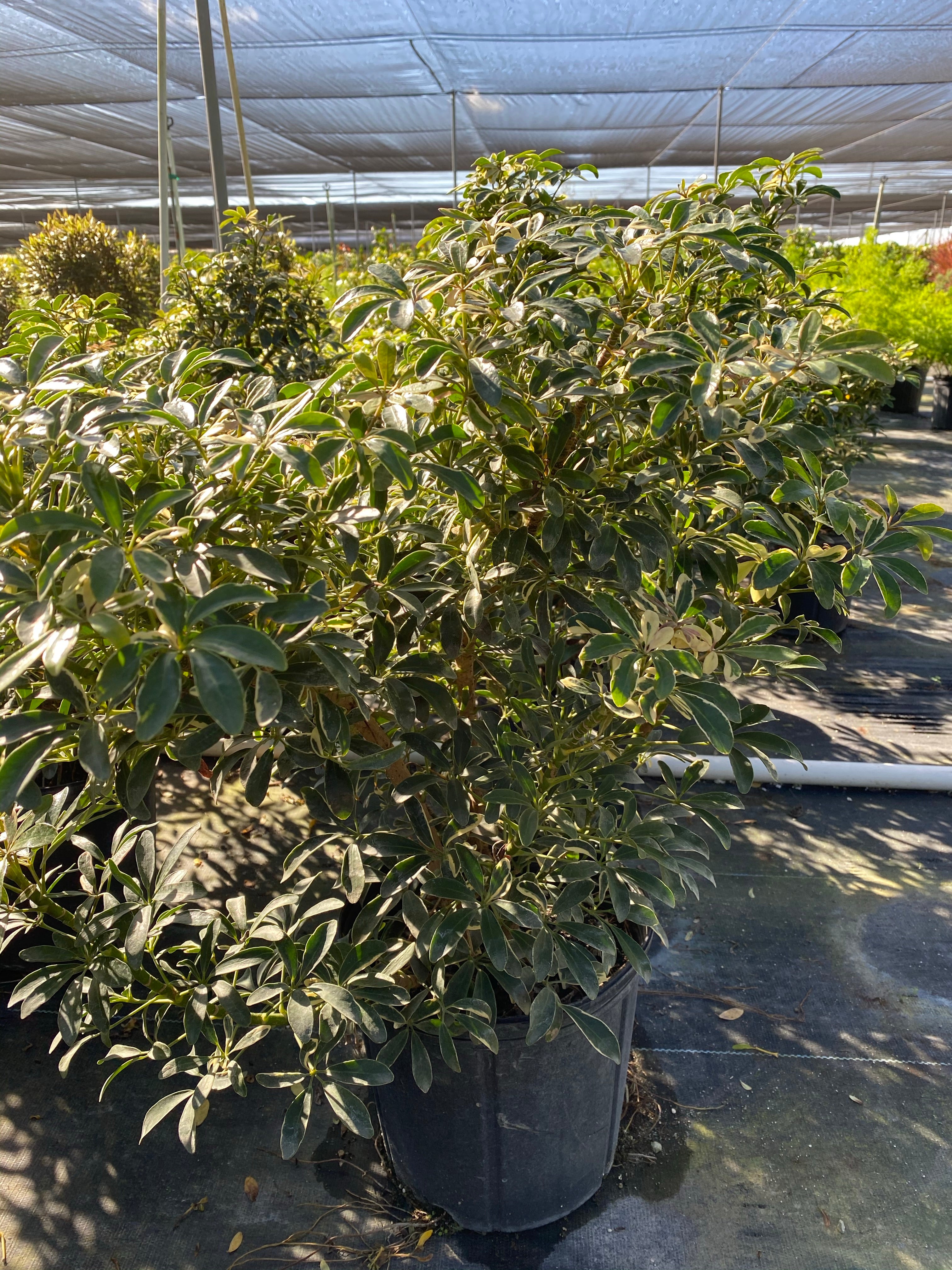 arboricola schefflera dwarf how big does it get Explore Our Dwarf Umbrella Tree