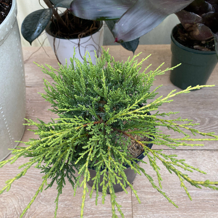 A potted Old Gold Juniper shrub.