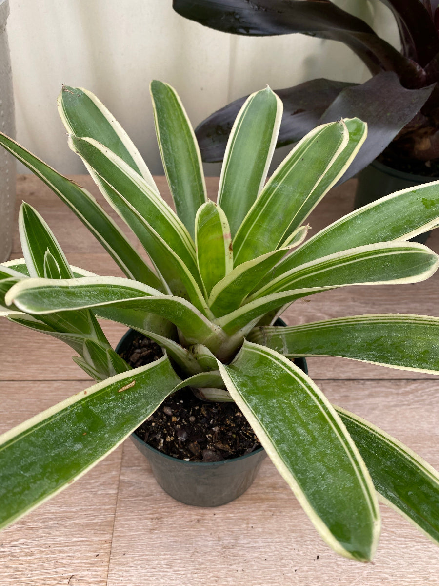 Potted Bromeliad Neoregelia Bossa Nova plant in a green grower pot