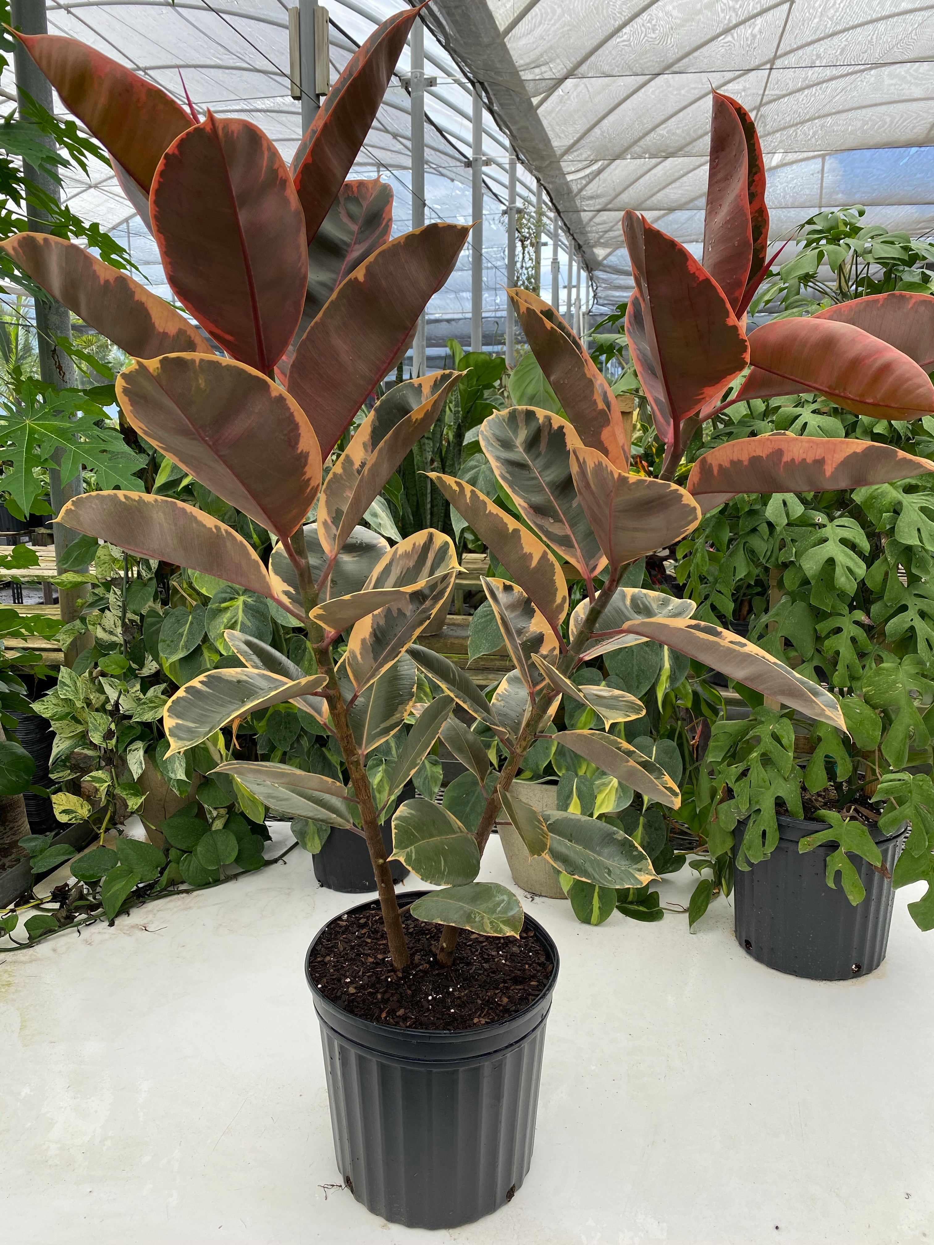 Ficus Ruby Tree Form 2-Stem, Rubber Tree Live Plant Indoor Air Purifier in black pot nursery