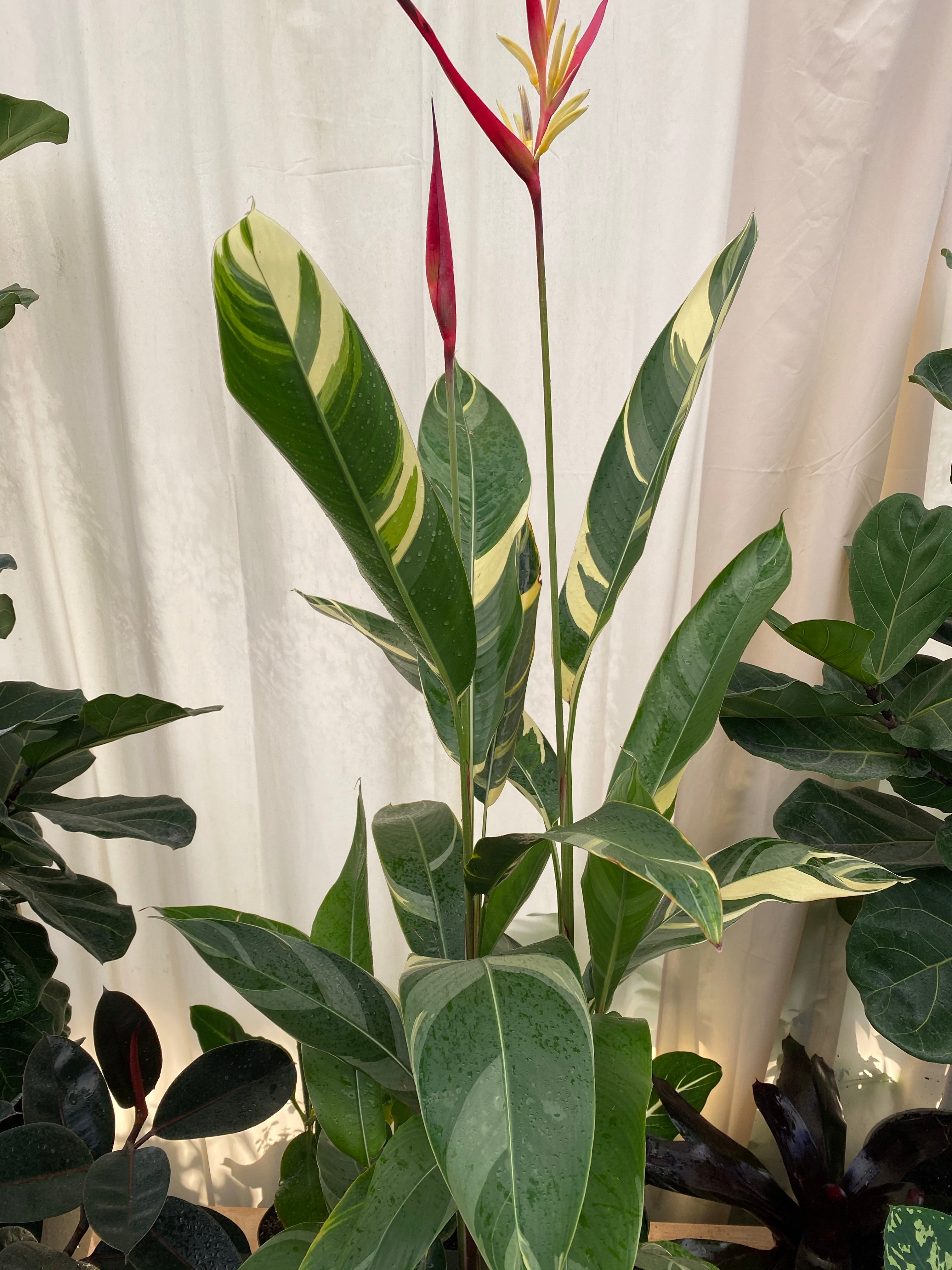front view of Variegated Heliconia Lady Di
