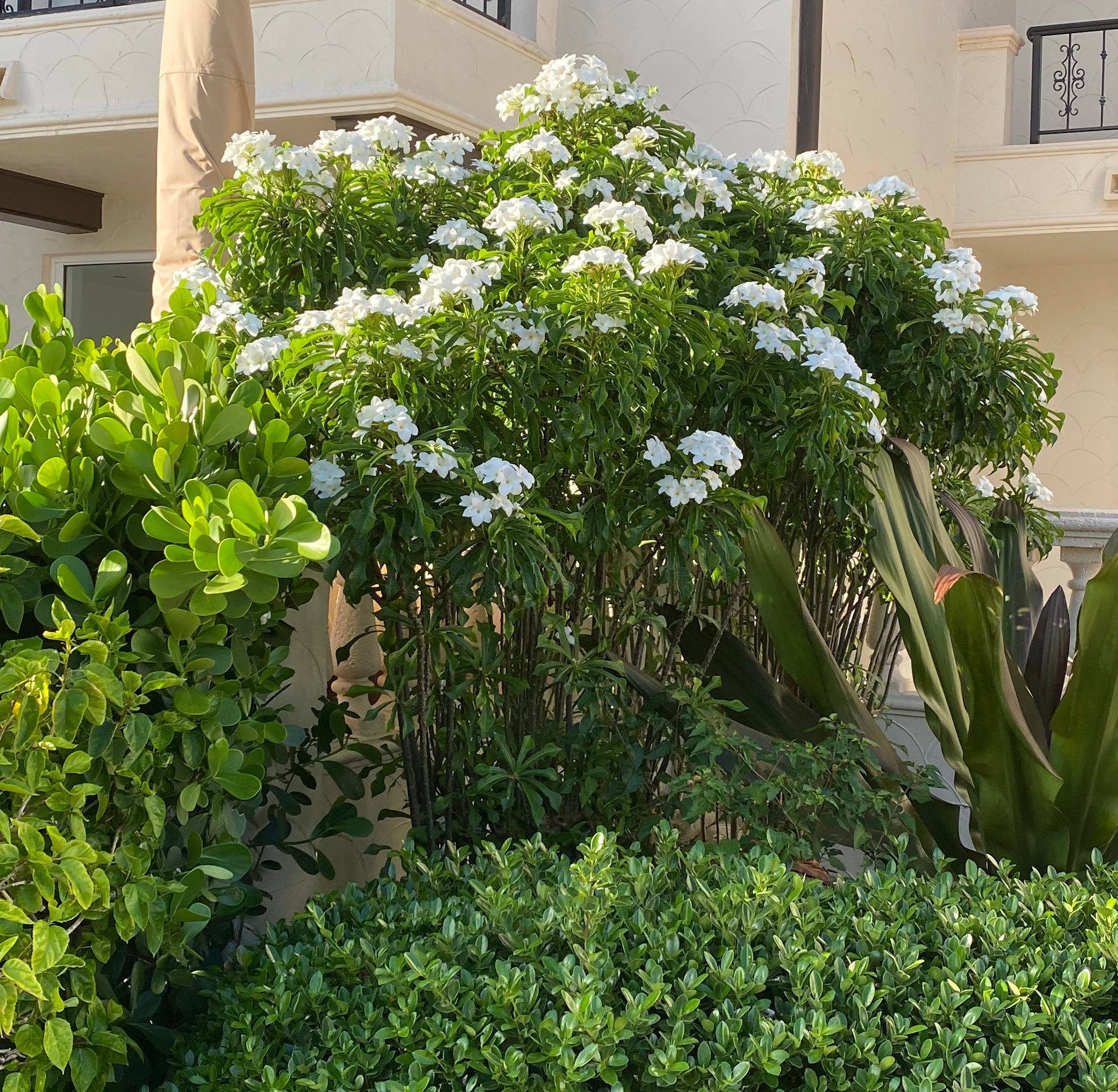 Bridal Bouquet Plumeria White Flowering Tree