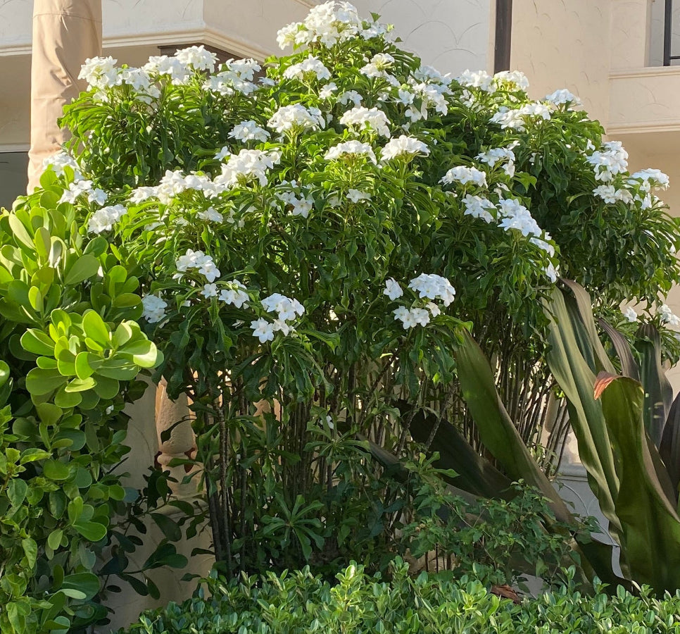 Mature Bridal Bouquet Plumeria White Flowering Shrub, featuring an abundance of elegant white bloom clusters and lush, elongated green foliage, growing maturely in a beautifully landscaped outdoor garden setting next to a building, ideal as a stunning tropical focal point and vibrant landscape feature.