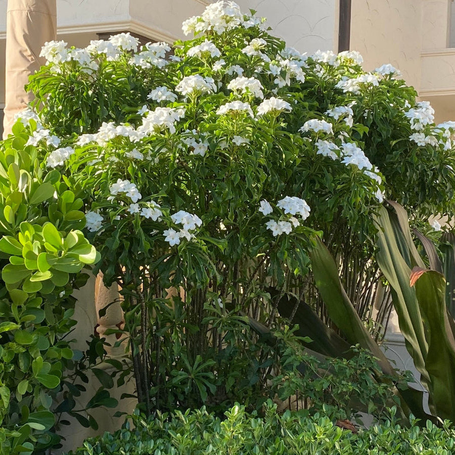 Mature Bridal Bouquet Plumeria White Flowering Shrub, featuring an abundance of elegant white bloom clusters and lush, elongated green foliage, growing maturely in a beautifully landscaped outdoor garden setting next to a building, ideal as a stunning tropical focal point and vibrant landscape feature.