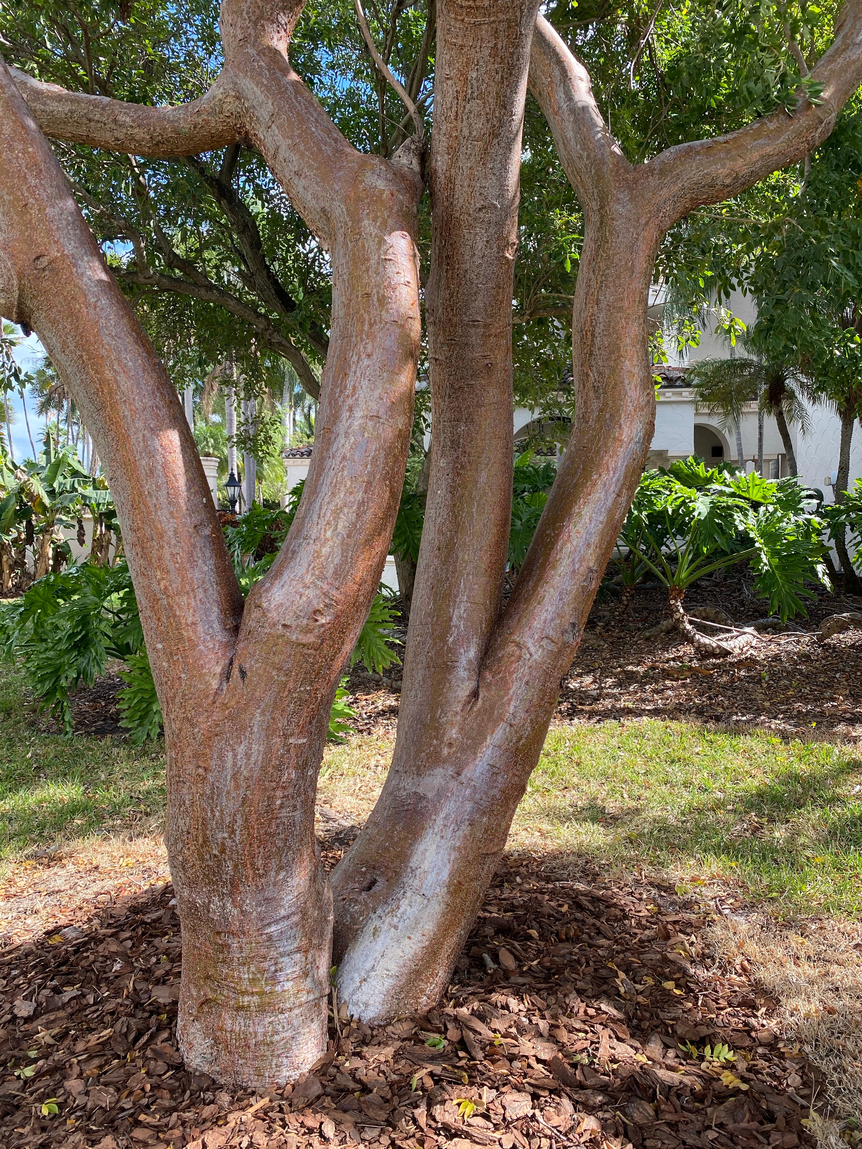 close view of Gumbo Limbo Tree, Bursera Simaruba