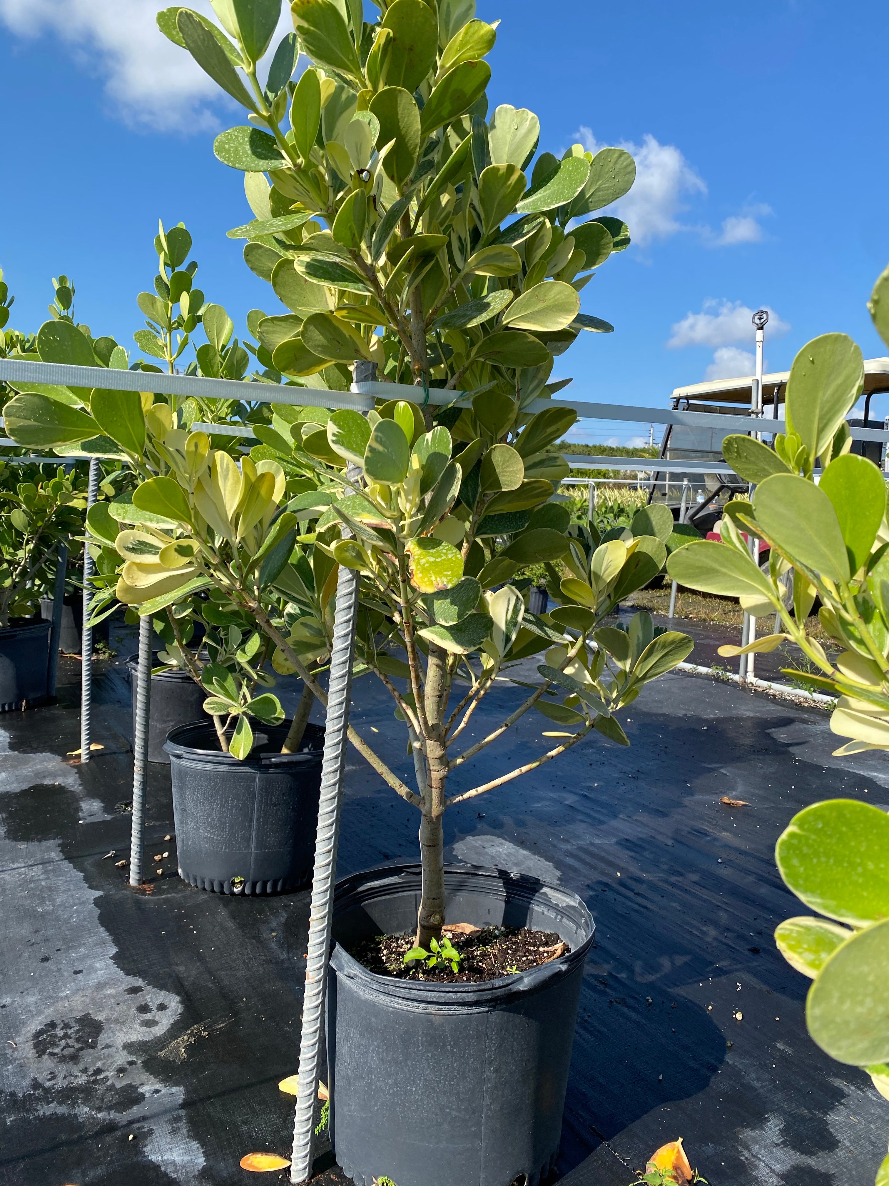Clusia Guttifera Tree Form Variegated in multiple pots