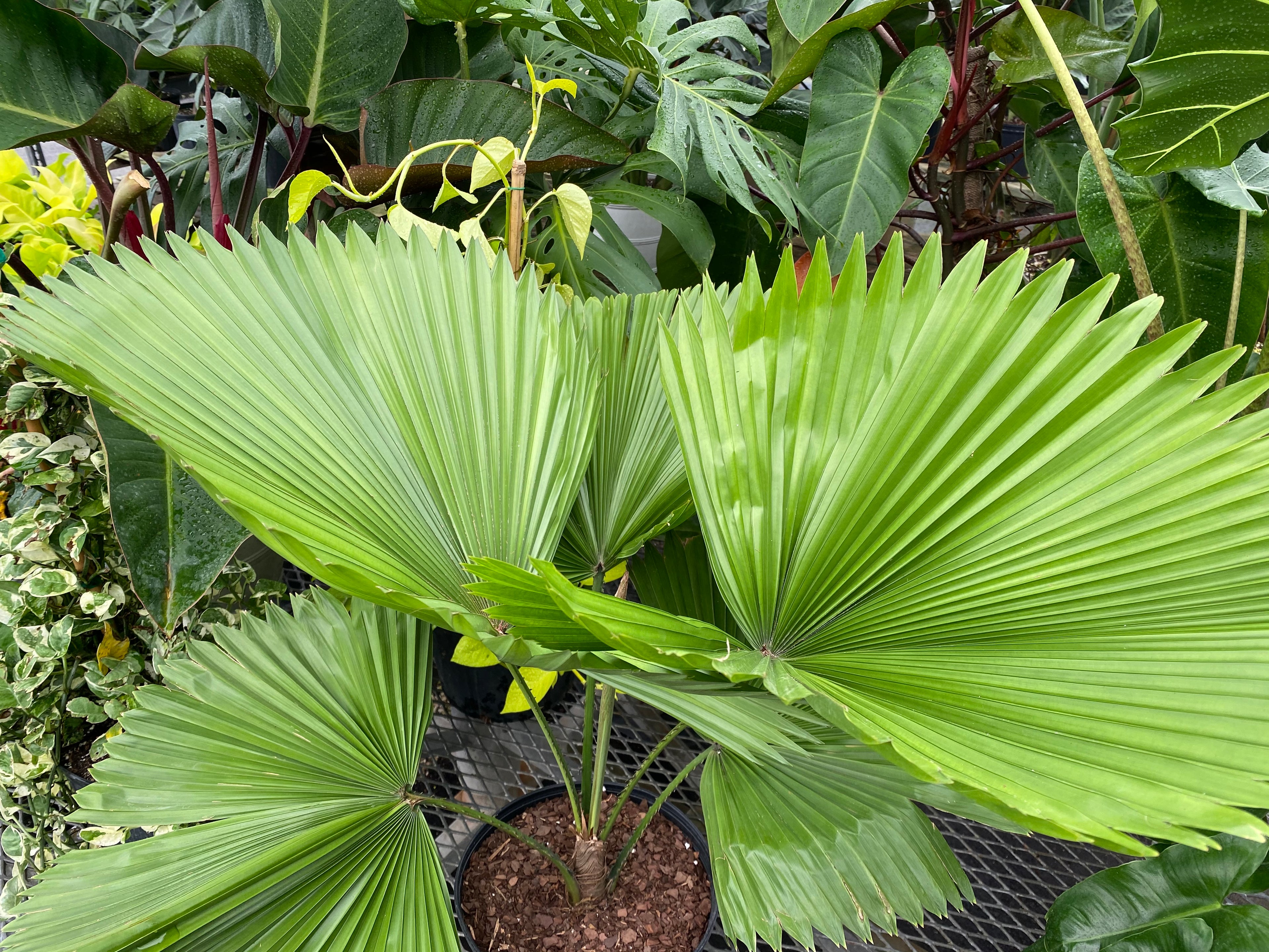 Licuala Grandis Fan Palm Tree, Rare and Exotic