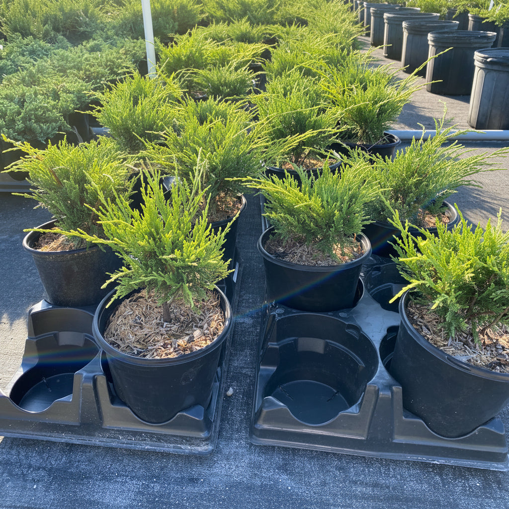 A potted Old Gold Juniper shrub.