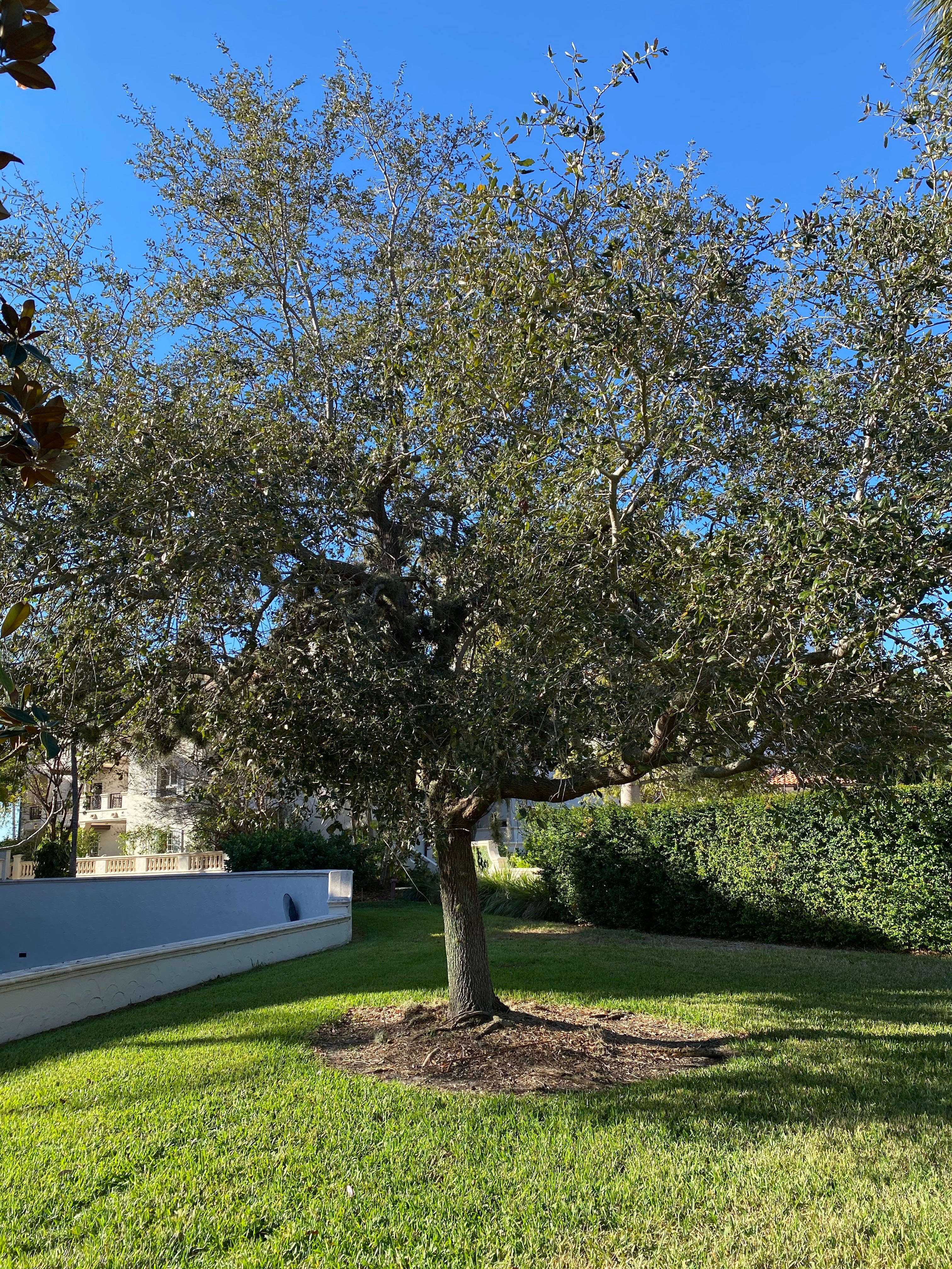 Southern Live Oak Tree, Quercus Virginiana