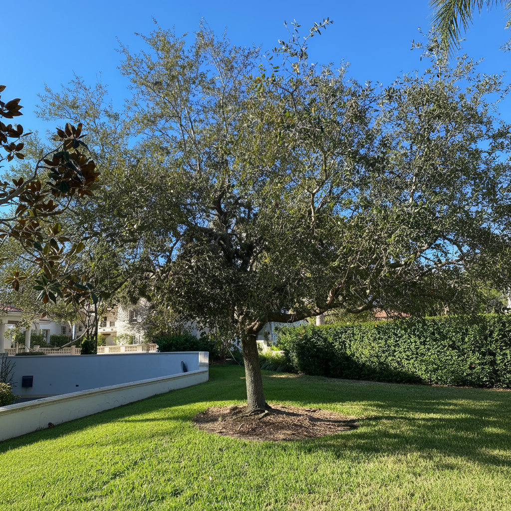Southern Live Oak Tree, Quercus Virginiana