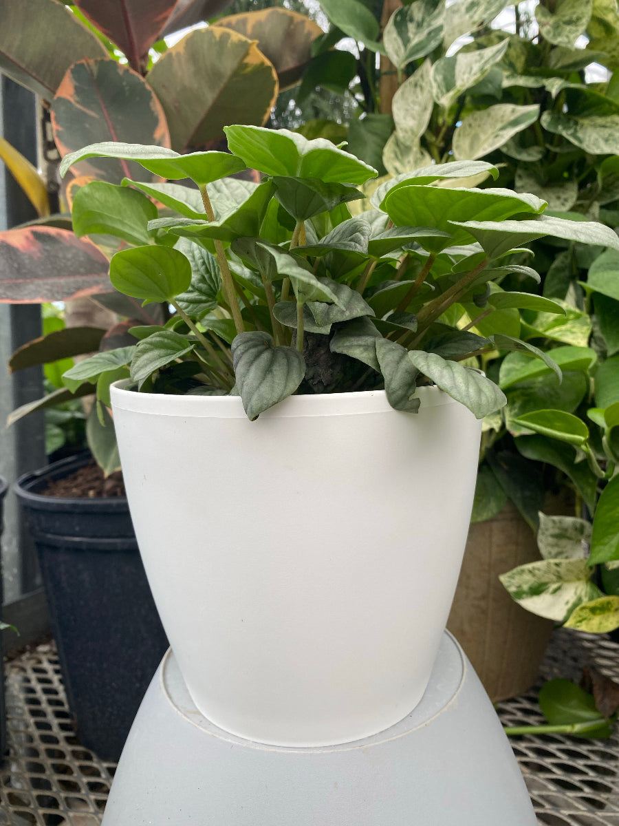 A potted Peperomia Frost featuring distinctive shimmery, silver-green heart-shaped leaves with dark green veins.