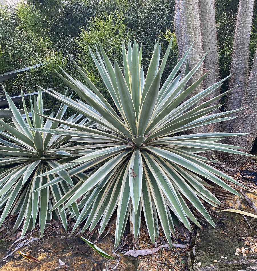 Large Mature Planted in garden Agave Angustifolia, Caribbean Agave