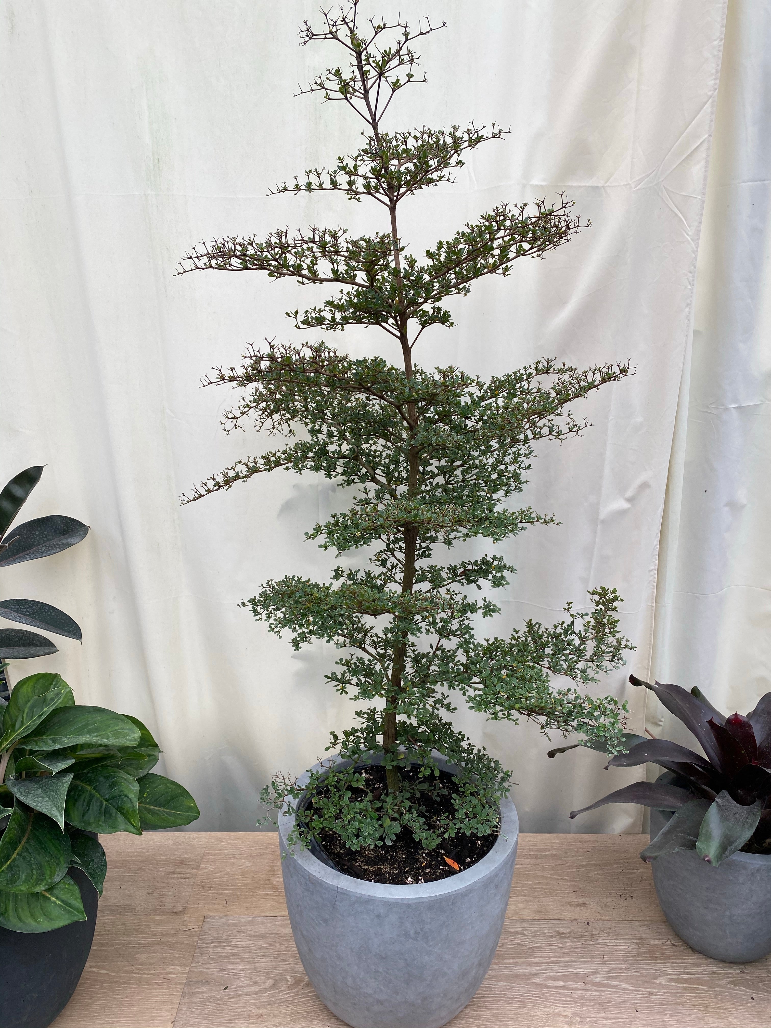 Bucida Spinosa, Spiny Black Olive