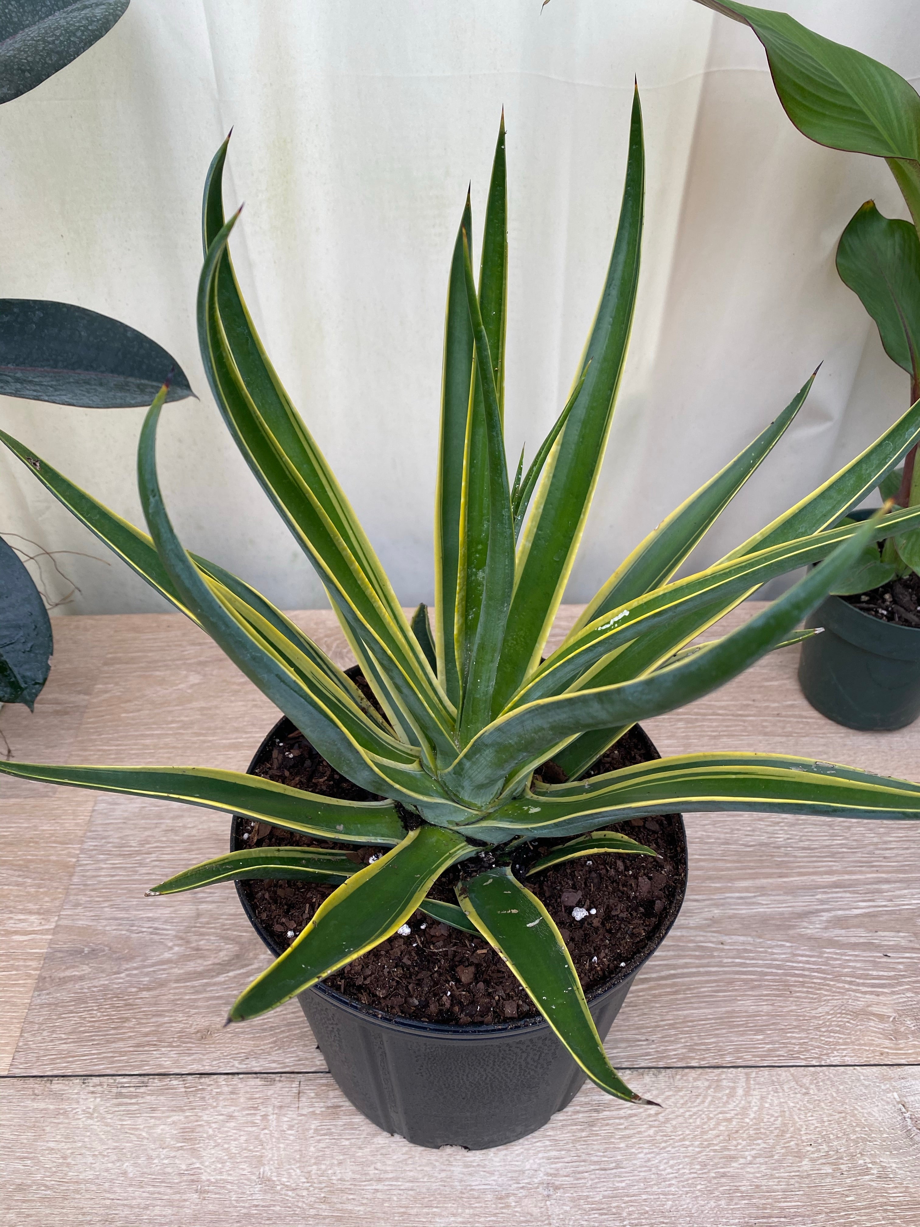 Agave Desmettiana Variegata Dwarf Century Plant
