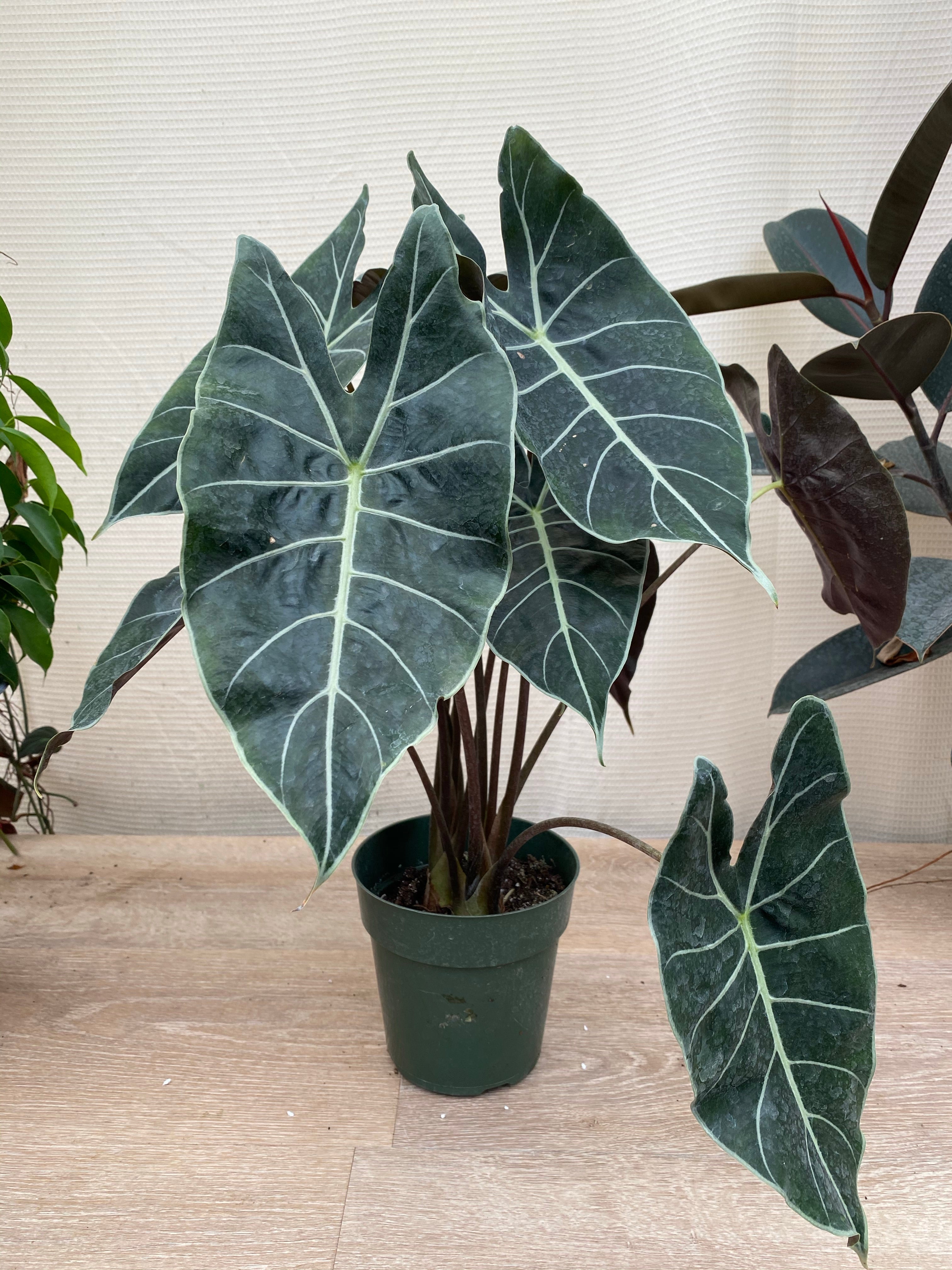 Alocasia Dragons Tooth Longiloba in a green pot