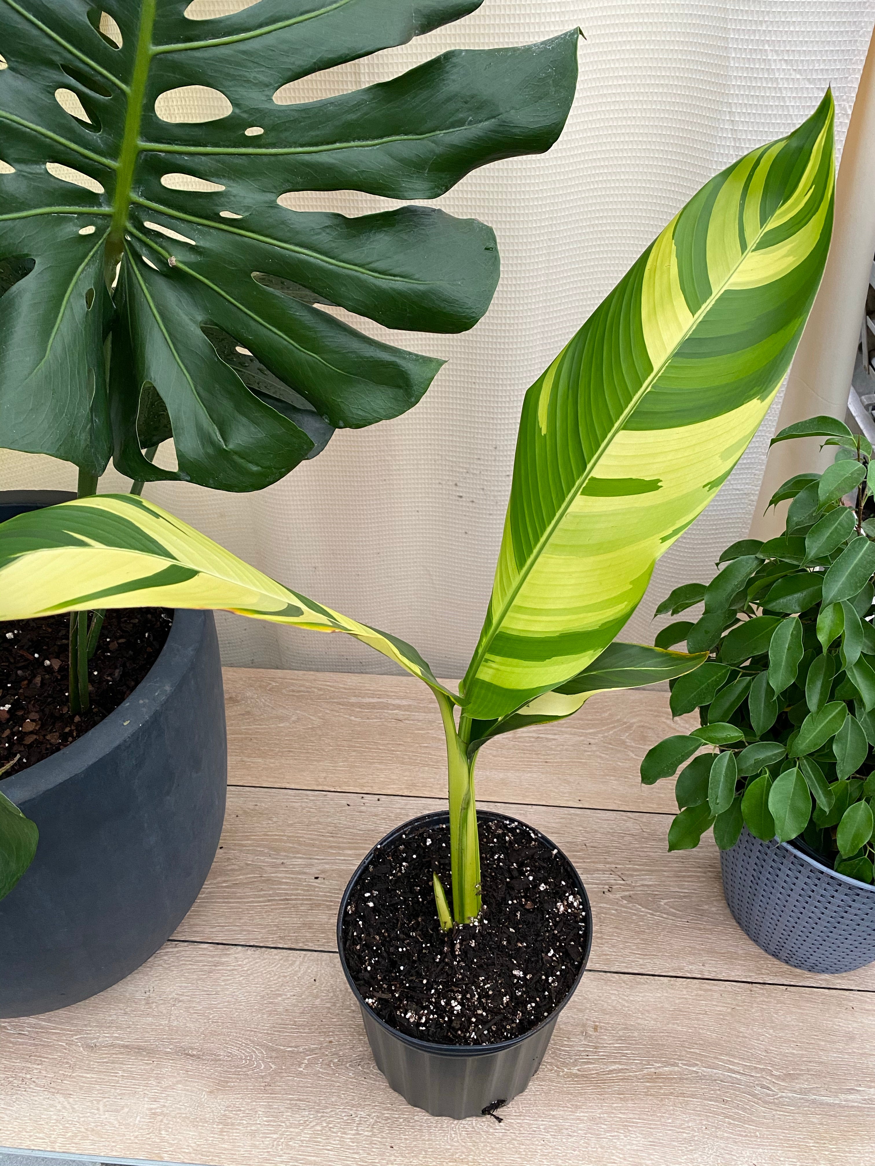 False Variegated Bird of Paradise Tree, Rare and Exotic in a black pot