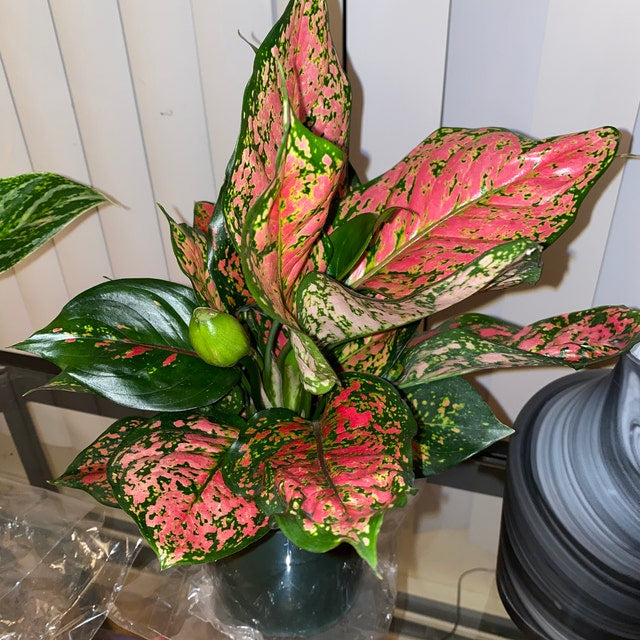 Aglaonema Red Valentine, Chinese Evergreen inside of a house