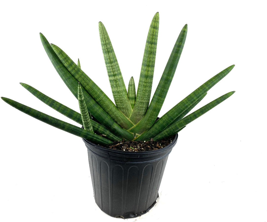 A potted Sansevieria Starfish