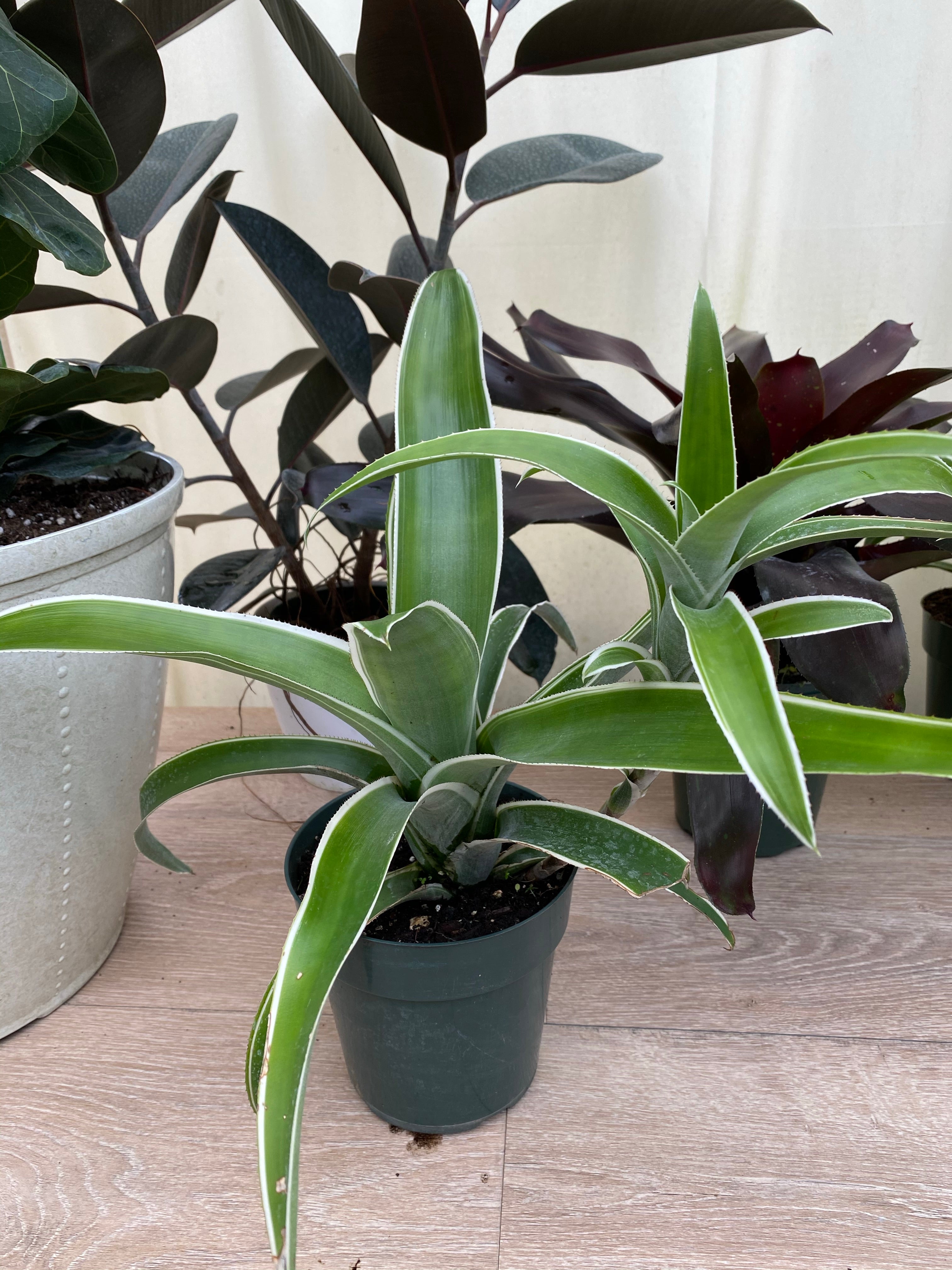 Bromeliad, Aechmea Green white edges