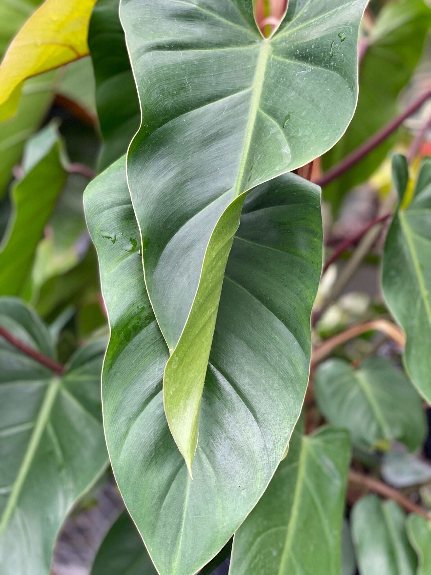 leaves of Philodendron Emerald Red in Trellis Exotic Vining Plants