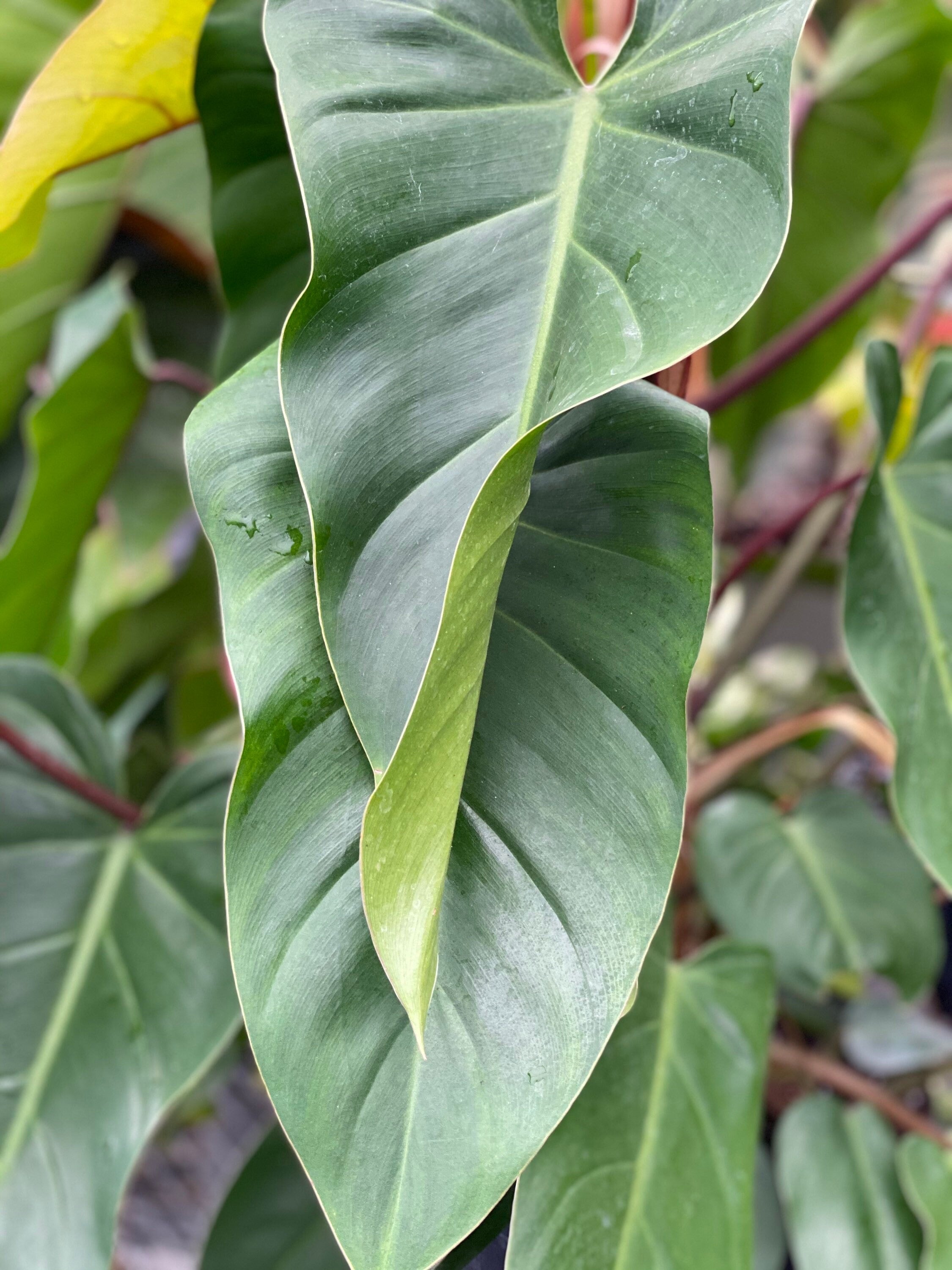 leaves of Philodendron Emerald Red in Trellis Exotic Vining Plants