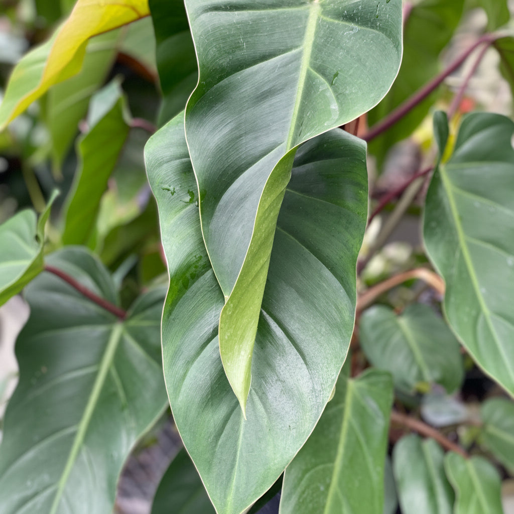 leaves of Philodendron Emerald Red in Trellis Exotic Vining Plants