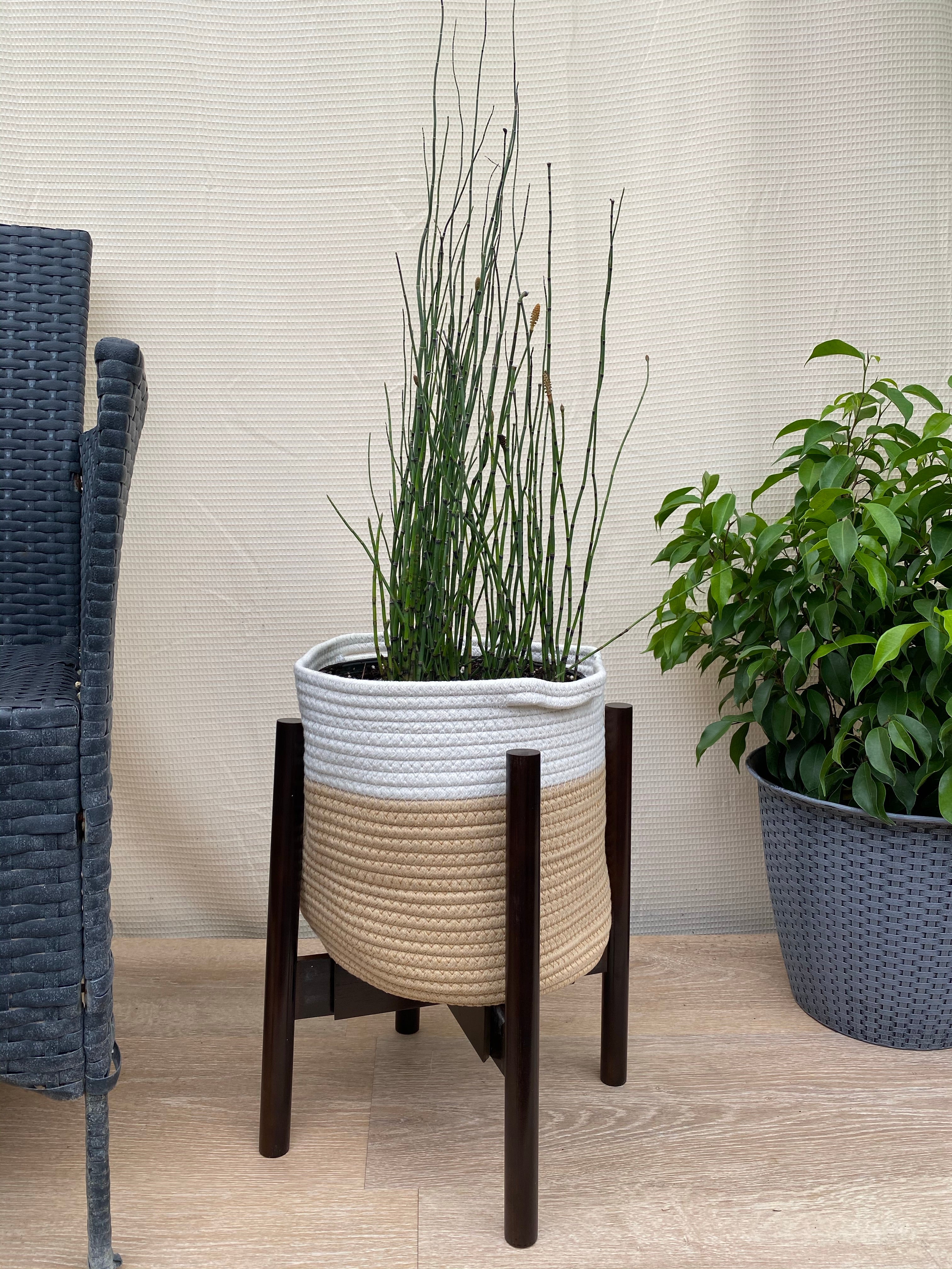 is horsetail an indoor plant Explore Our Horsetail Reed Grass