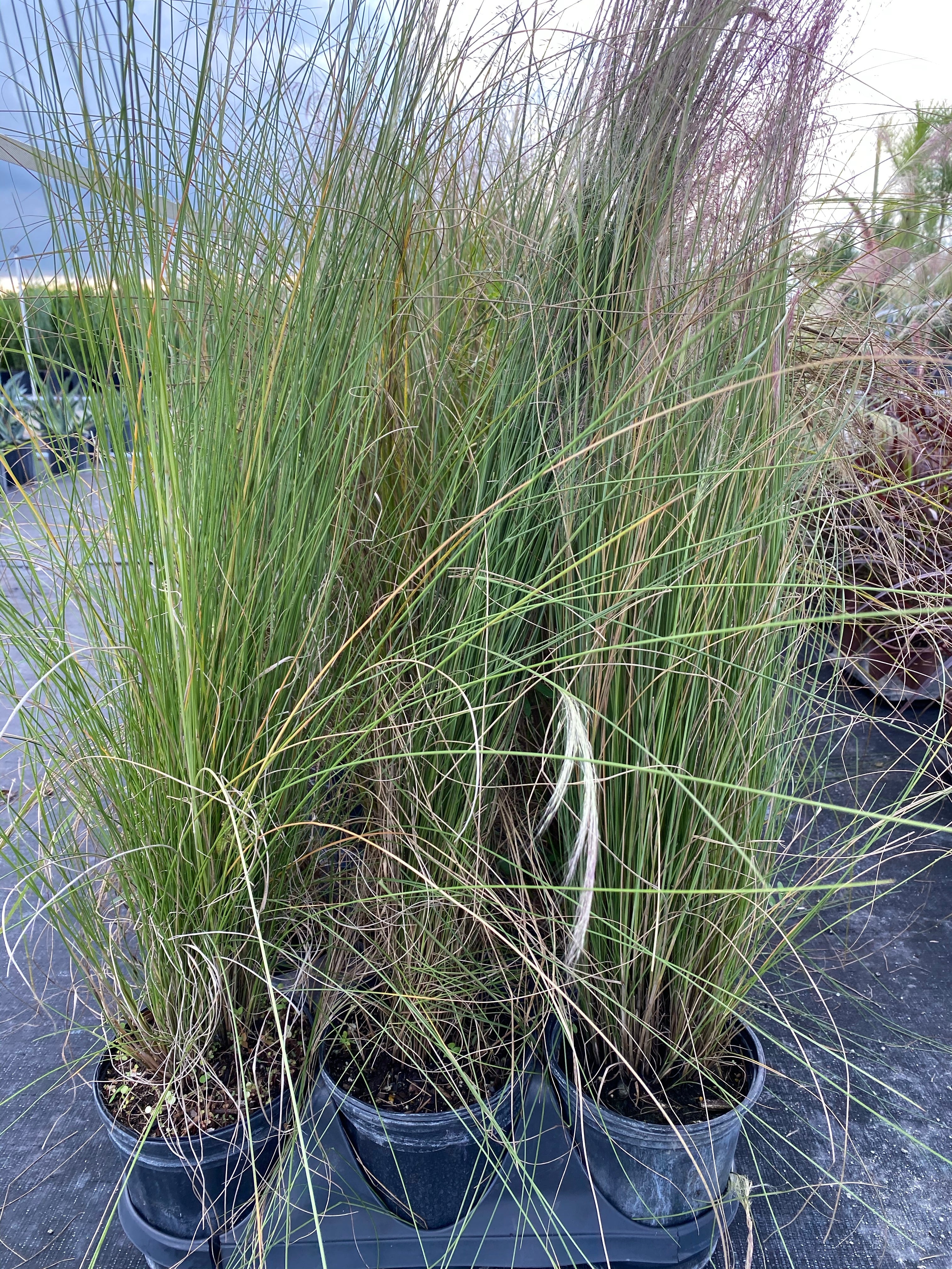 White Fountain Grass