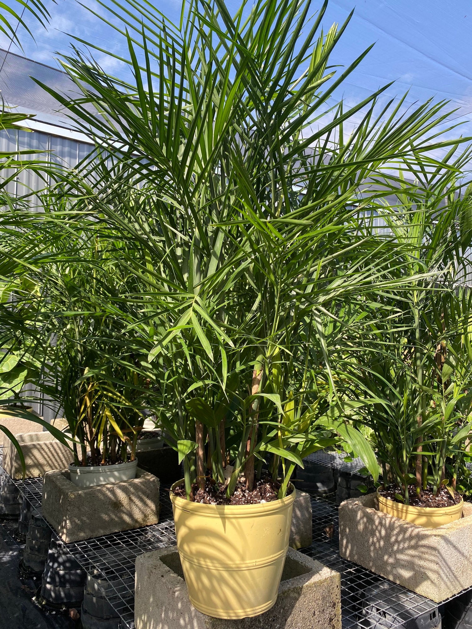 Far view of Bamboo Palm, Live Plant Air Purifier
